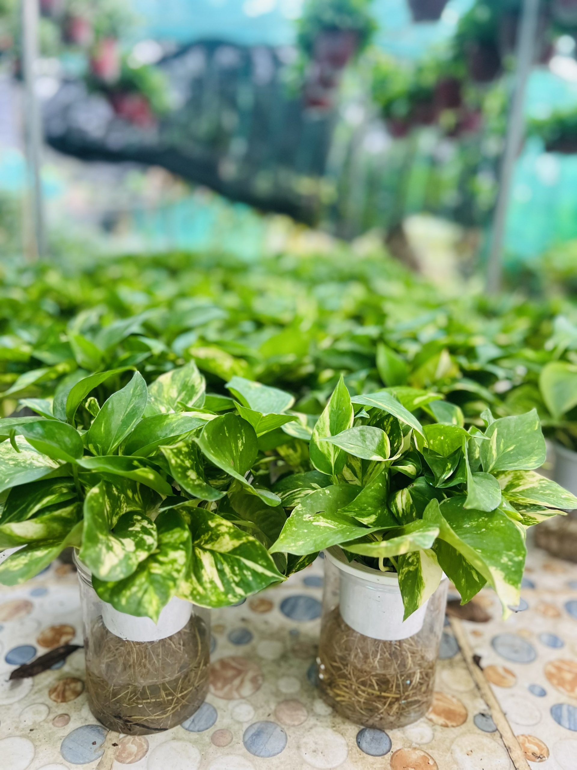 z5042645030200_c8ca4485611e0ff4f2aa5dbb396de51b - Copy