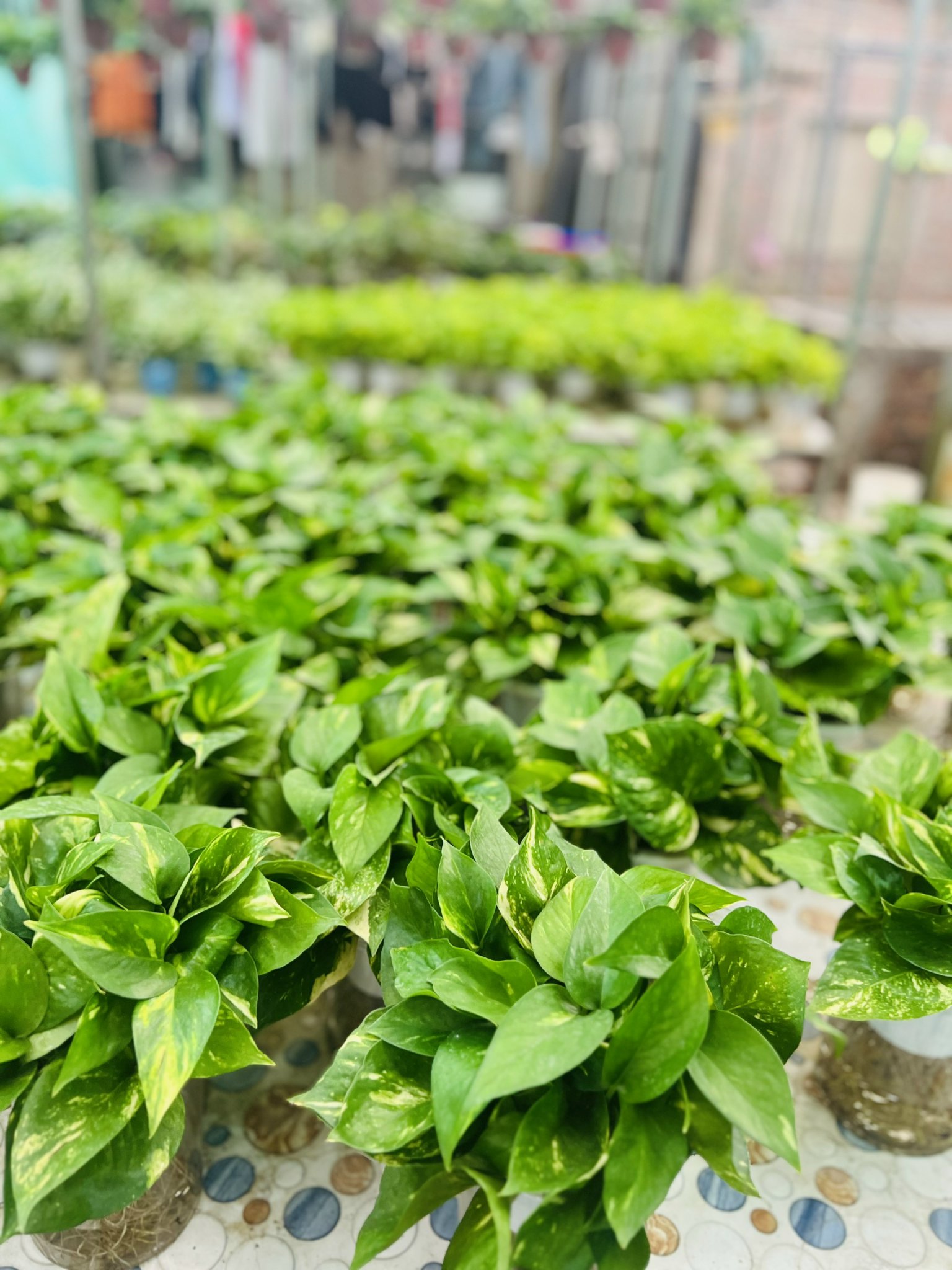 z5042645122309_16db7a8efd66787e3b653117d3c658d0