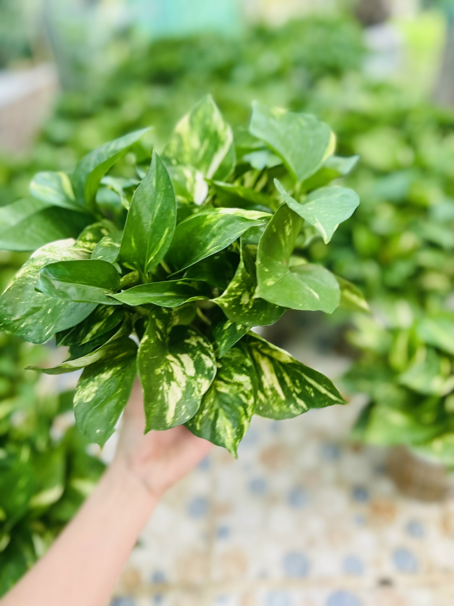 z5042645164074_26c095aaf78b58e1b1db1c03f70dfec6