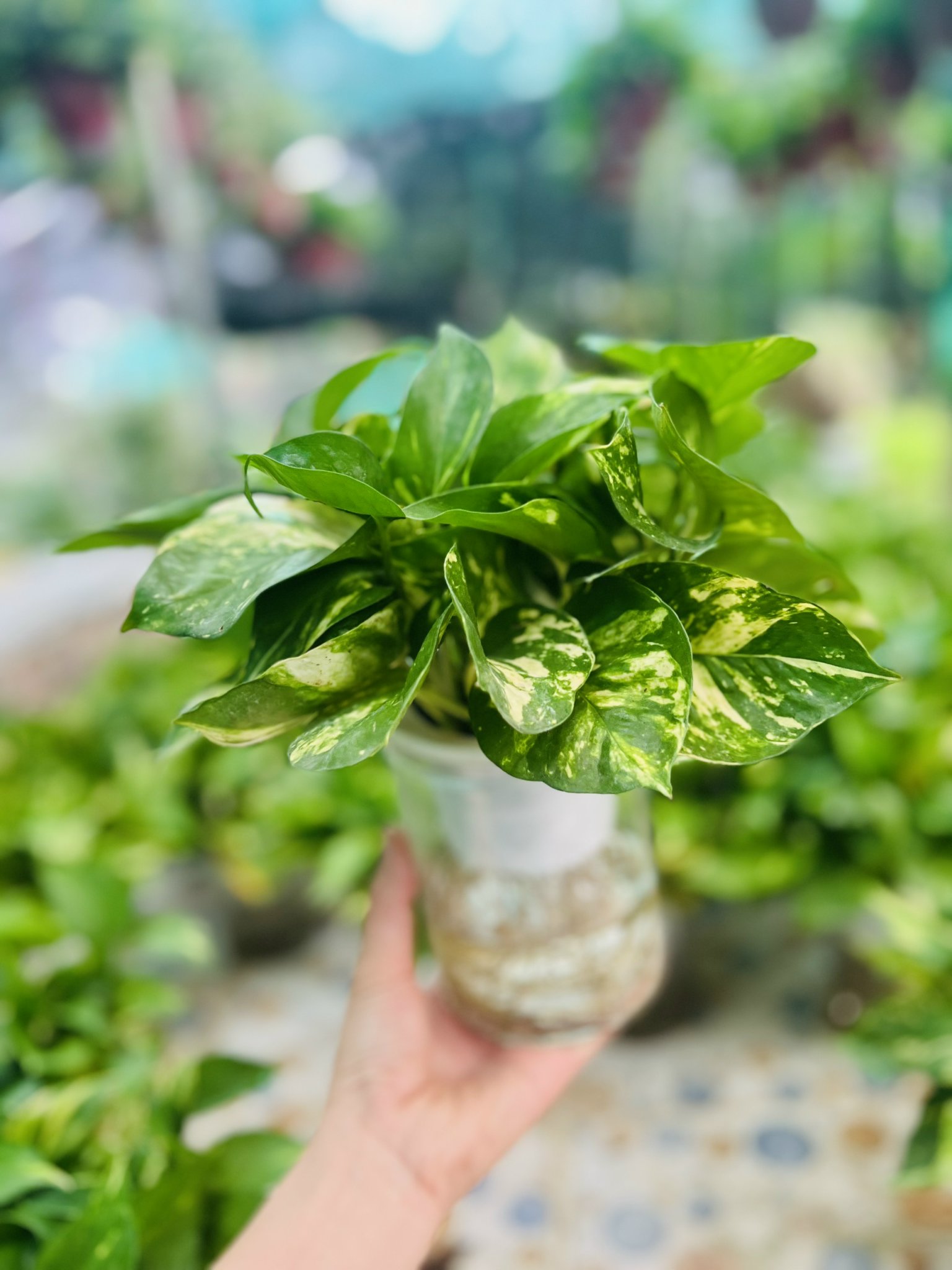 z5042645199582_9a1a57174dc9fabc366e7ebe3d190fab