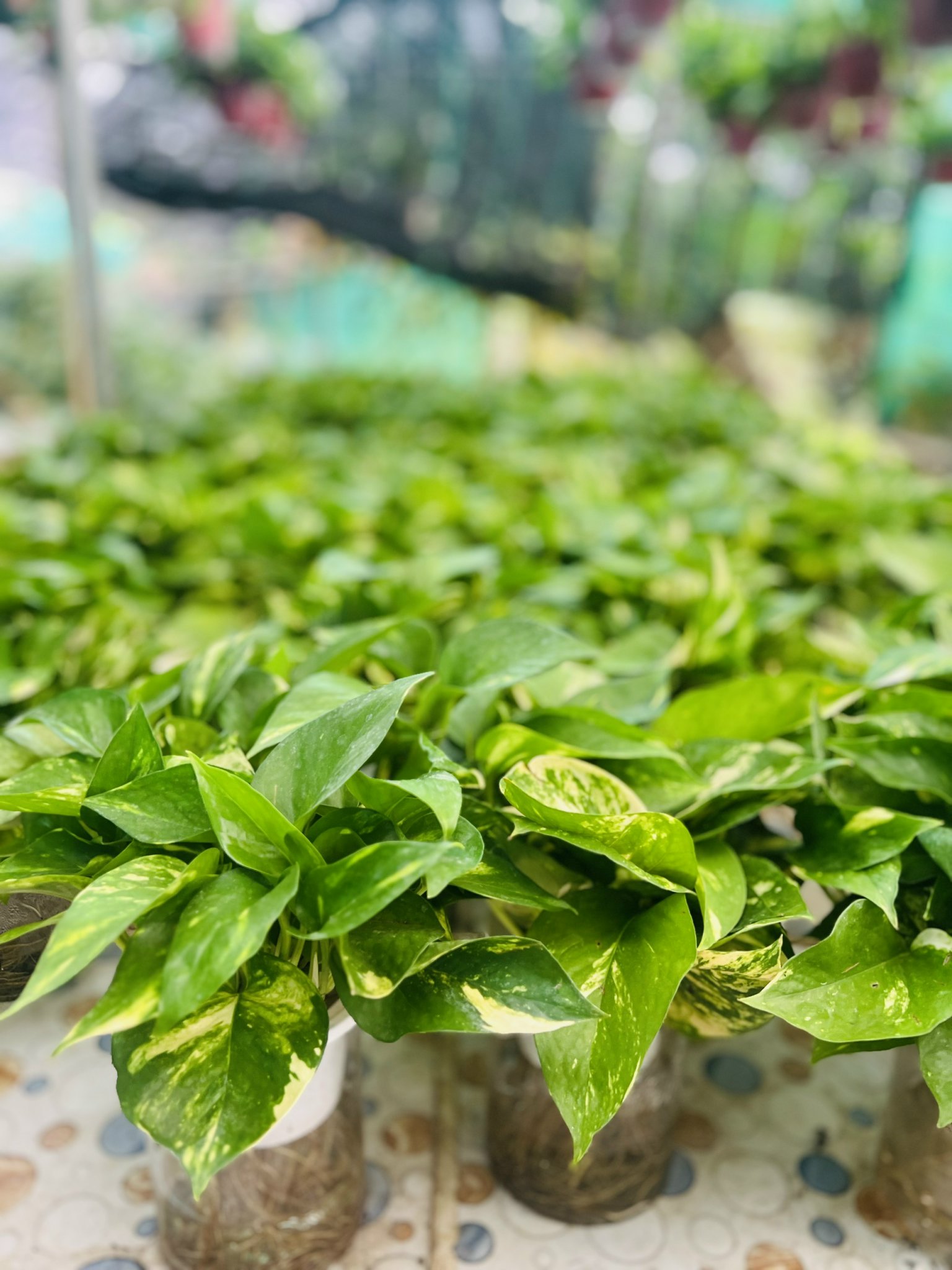 z5042645239036_e4c259927c9cc21716db7dbe07e54ca3 - Copy