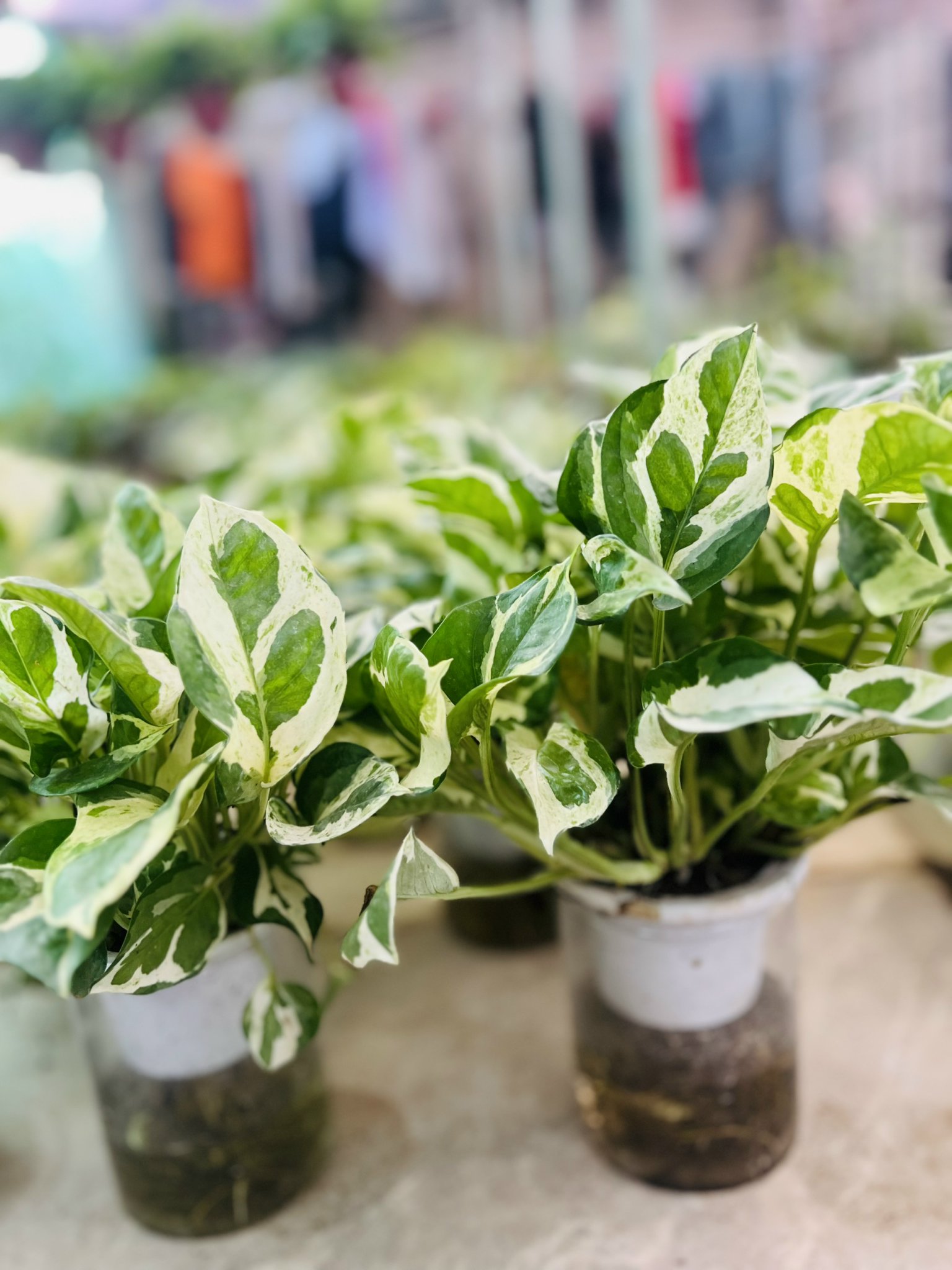 z5042661342363_d5b62f0e616935dcb614254cb648900c