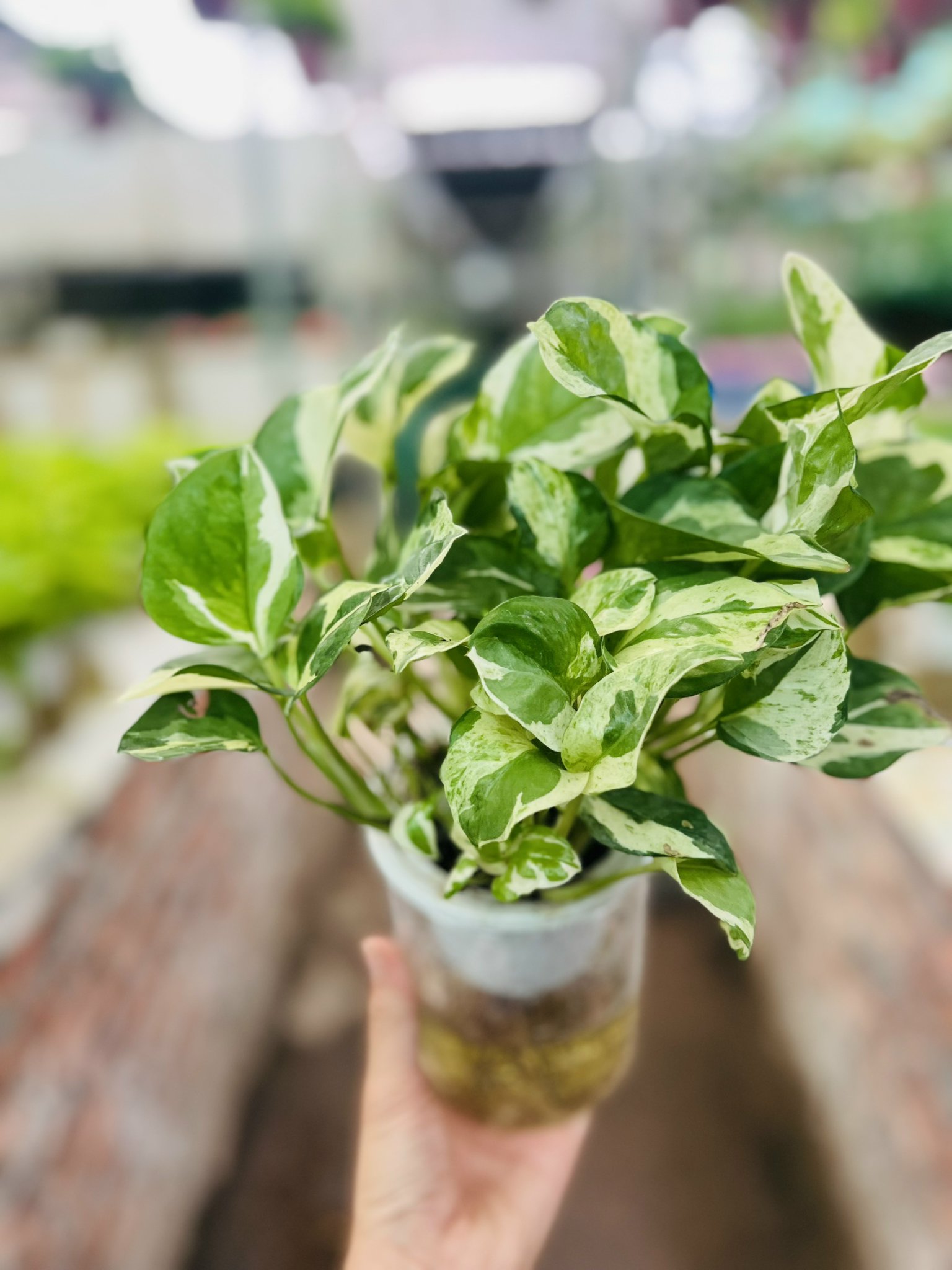 z5042661358545_ee2b0e7eab67862b9b9bb3664d653799