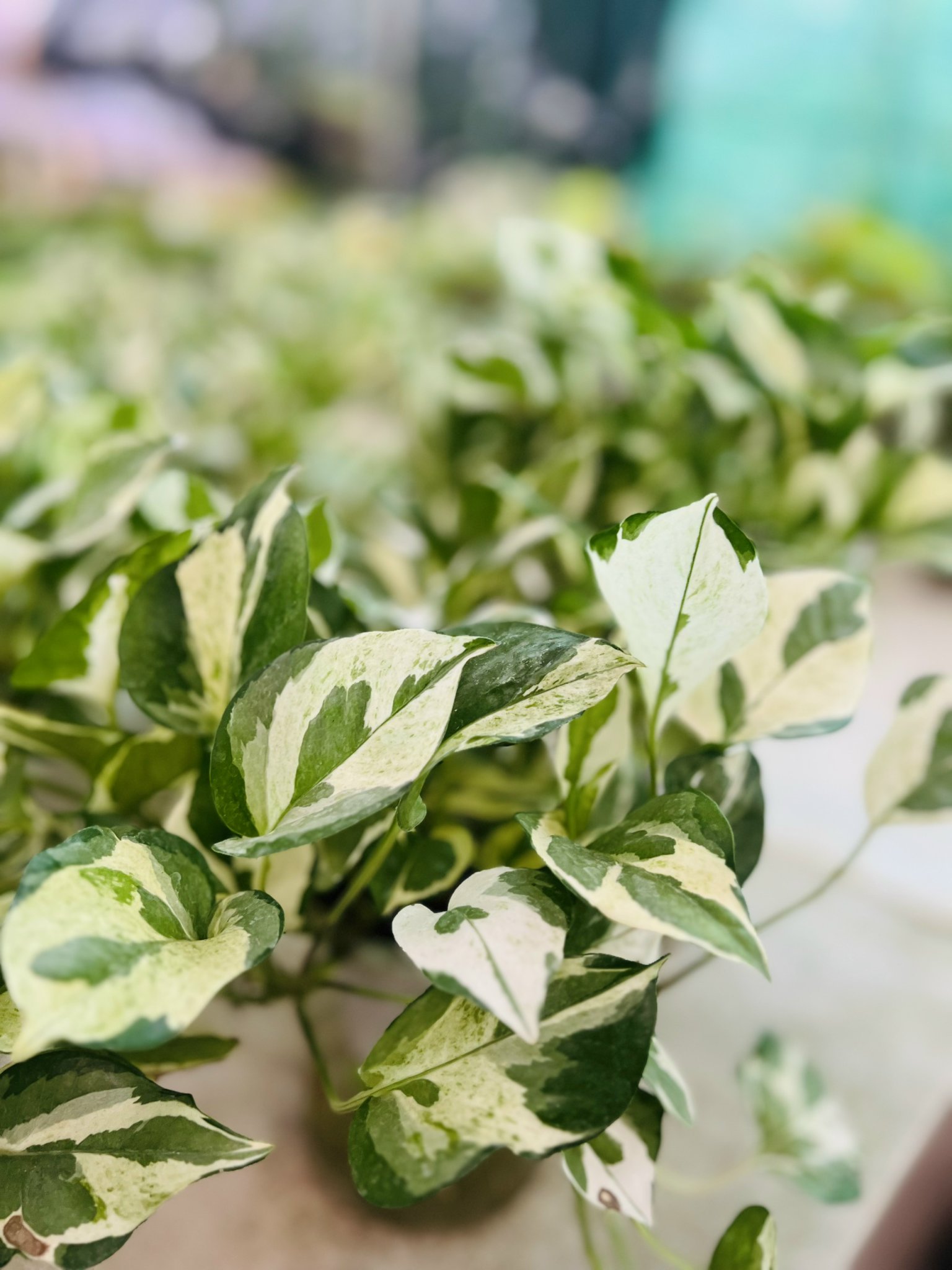 z5042661380447_c1e9110c6b6fac3b4c8eda5658701e09