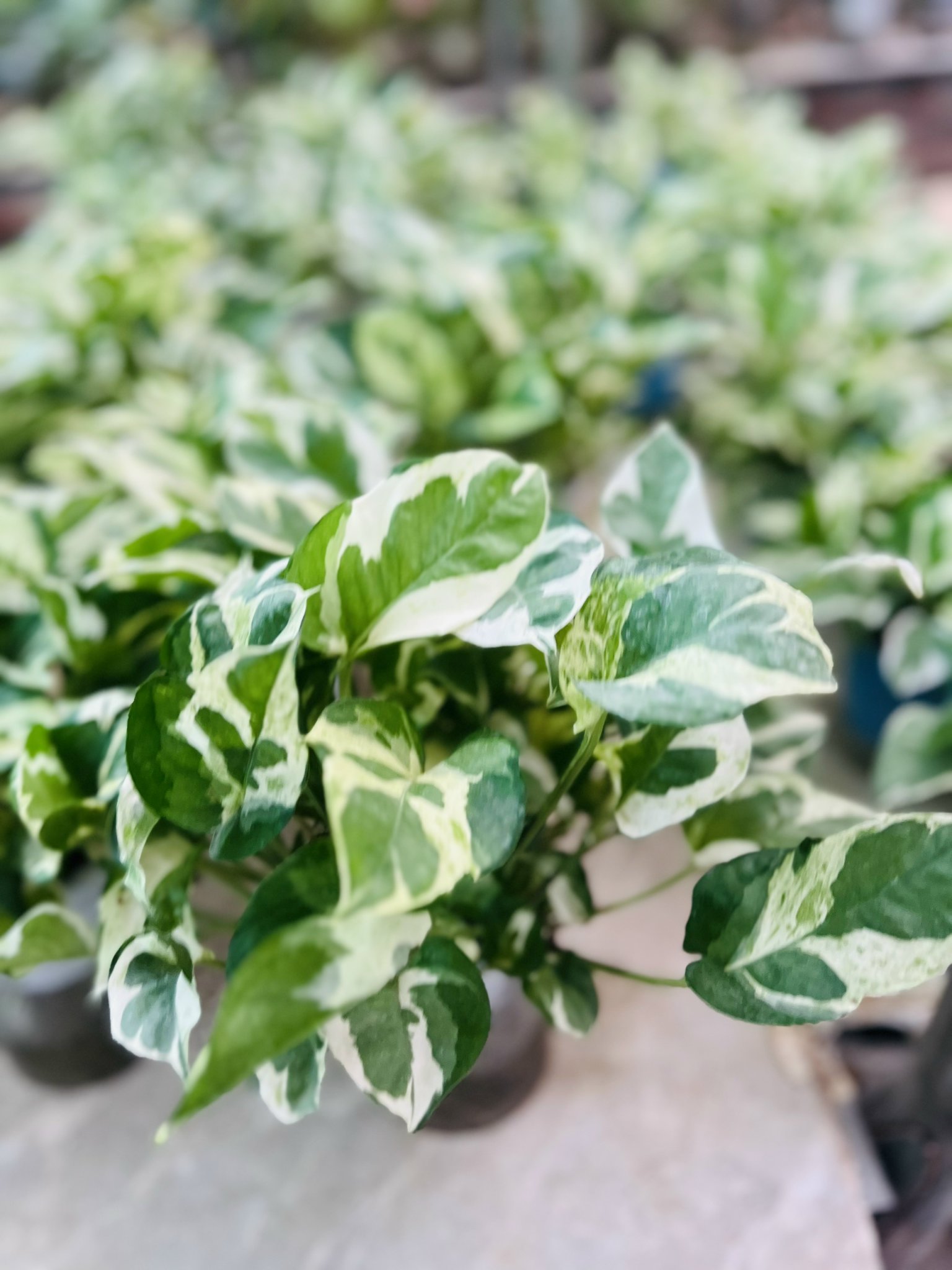 z5042661423130_5a8b7f9652a7e102f802f0ca0520f3fe