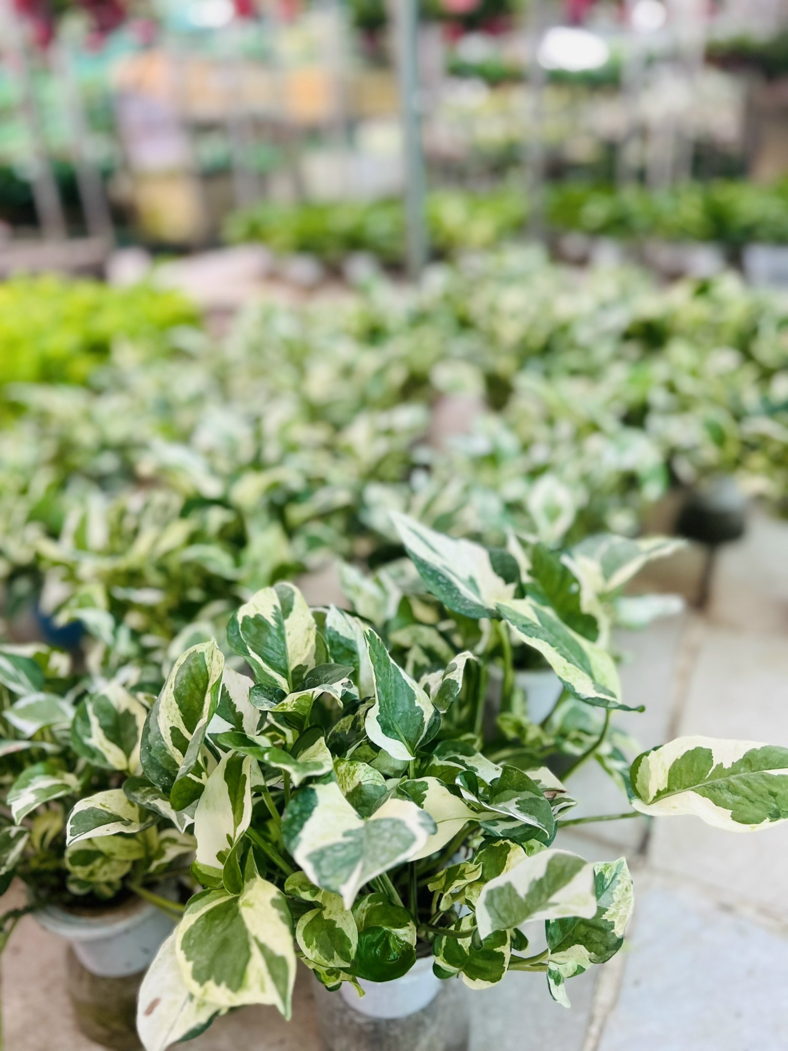 z5042661439848_628b8beb9f39a921019d0dda20953555