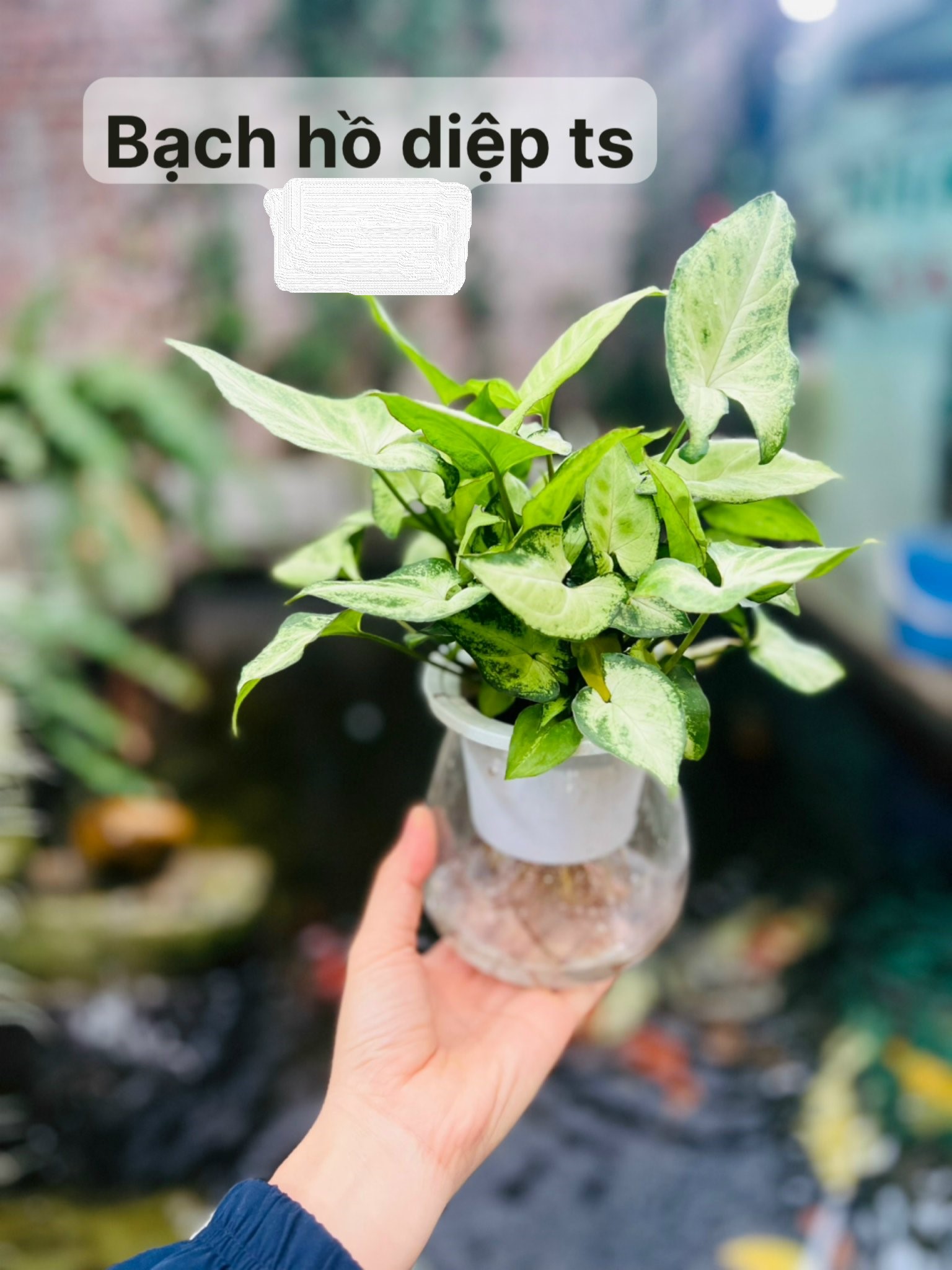 z5042676621198_590601b5b9df99d8d159b167602849ec