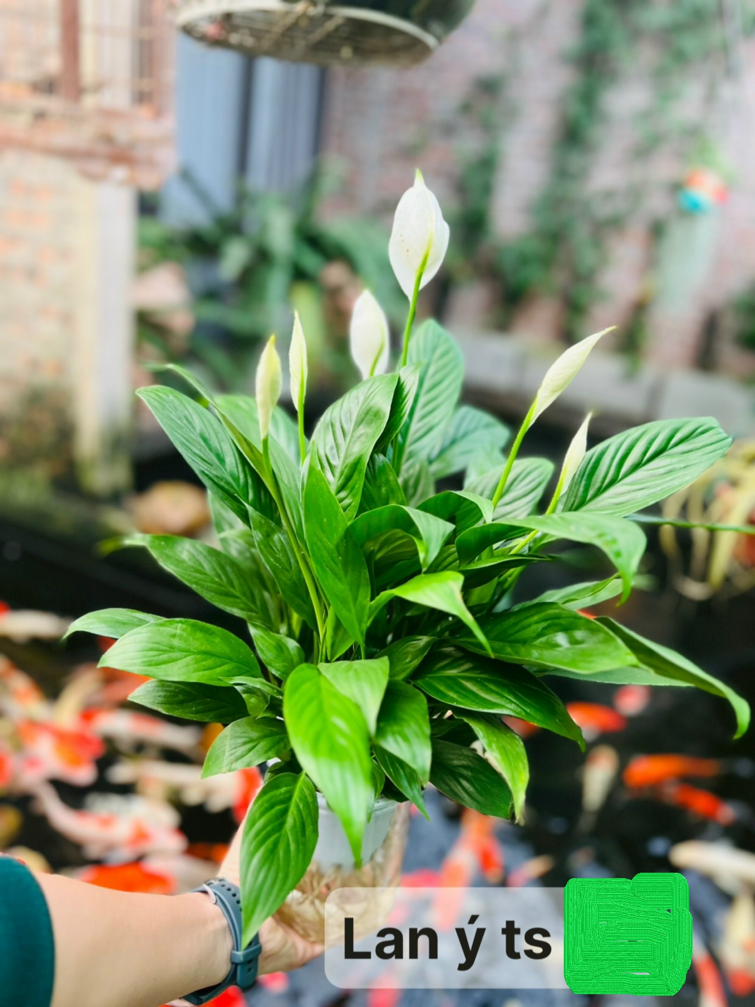 z5042676652375_fce48ea681068c3454bcbbfa8ddb7e0e