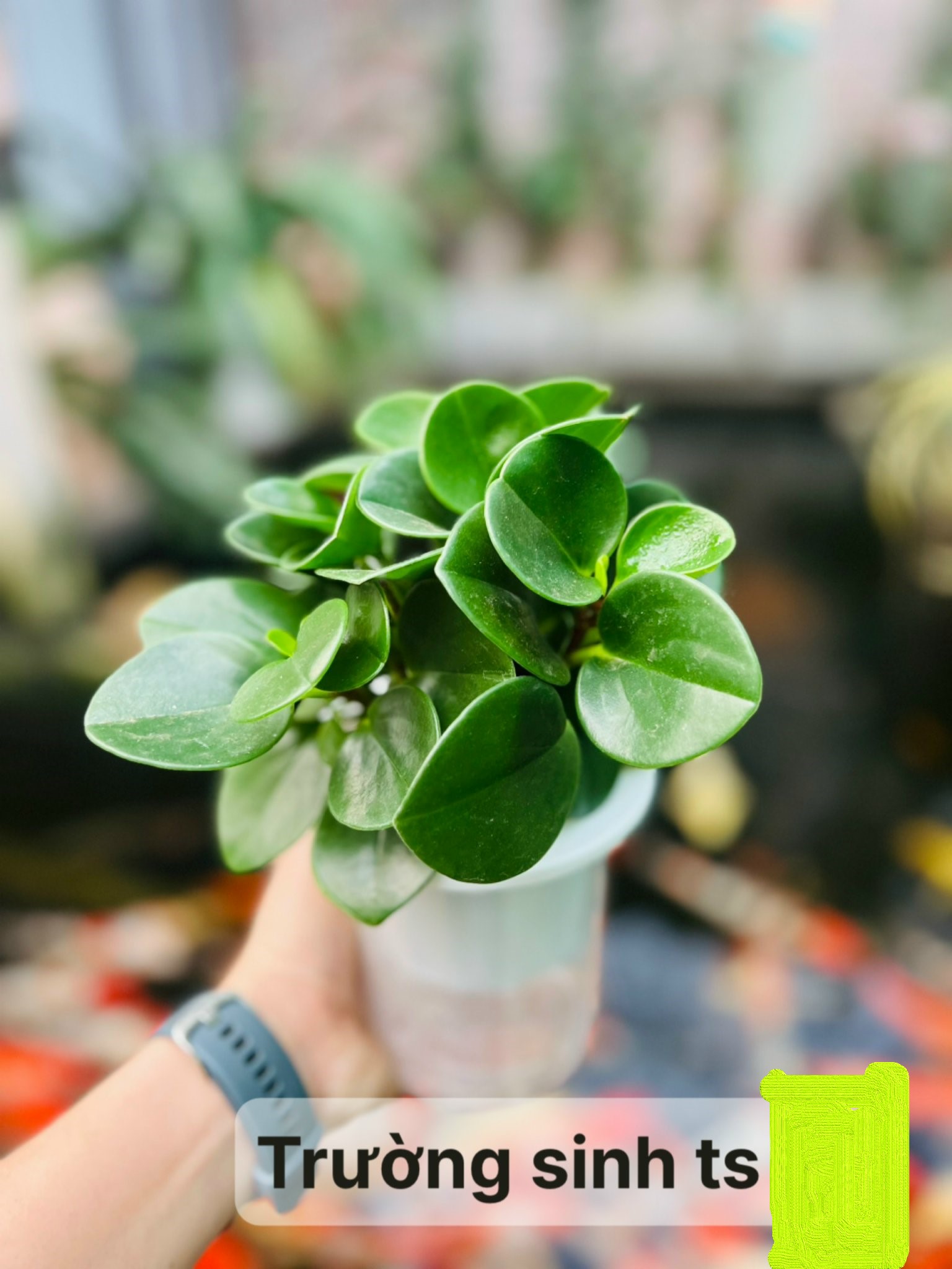 z5042677104407_8d20423c3d44e33e6ff3e2740fda91c7