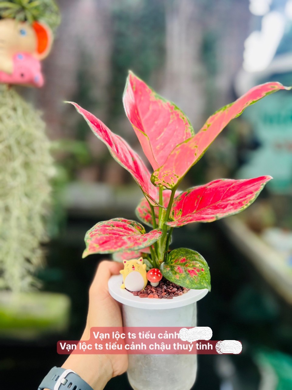 z5042683934793_bbeec760b128ed236b1a83e78c4ecfe0