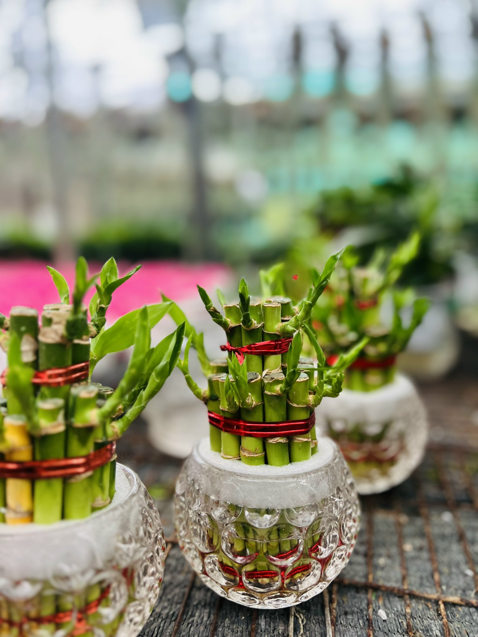 z5044583104763_19b38f7c5b7c23a46d01cdf901982dfc