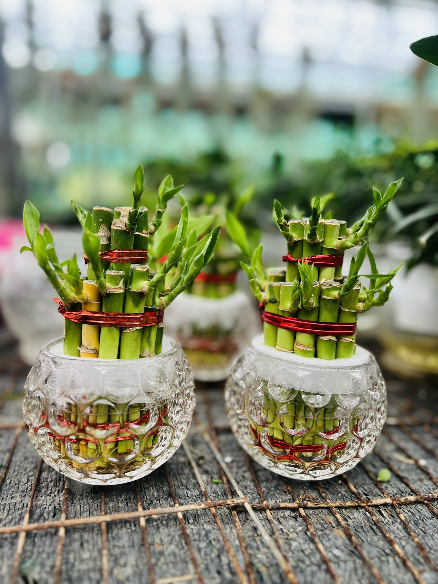 z5044583110463_8f4a6f39736aa9d5a6069fdab87f79b3