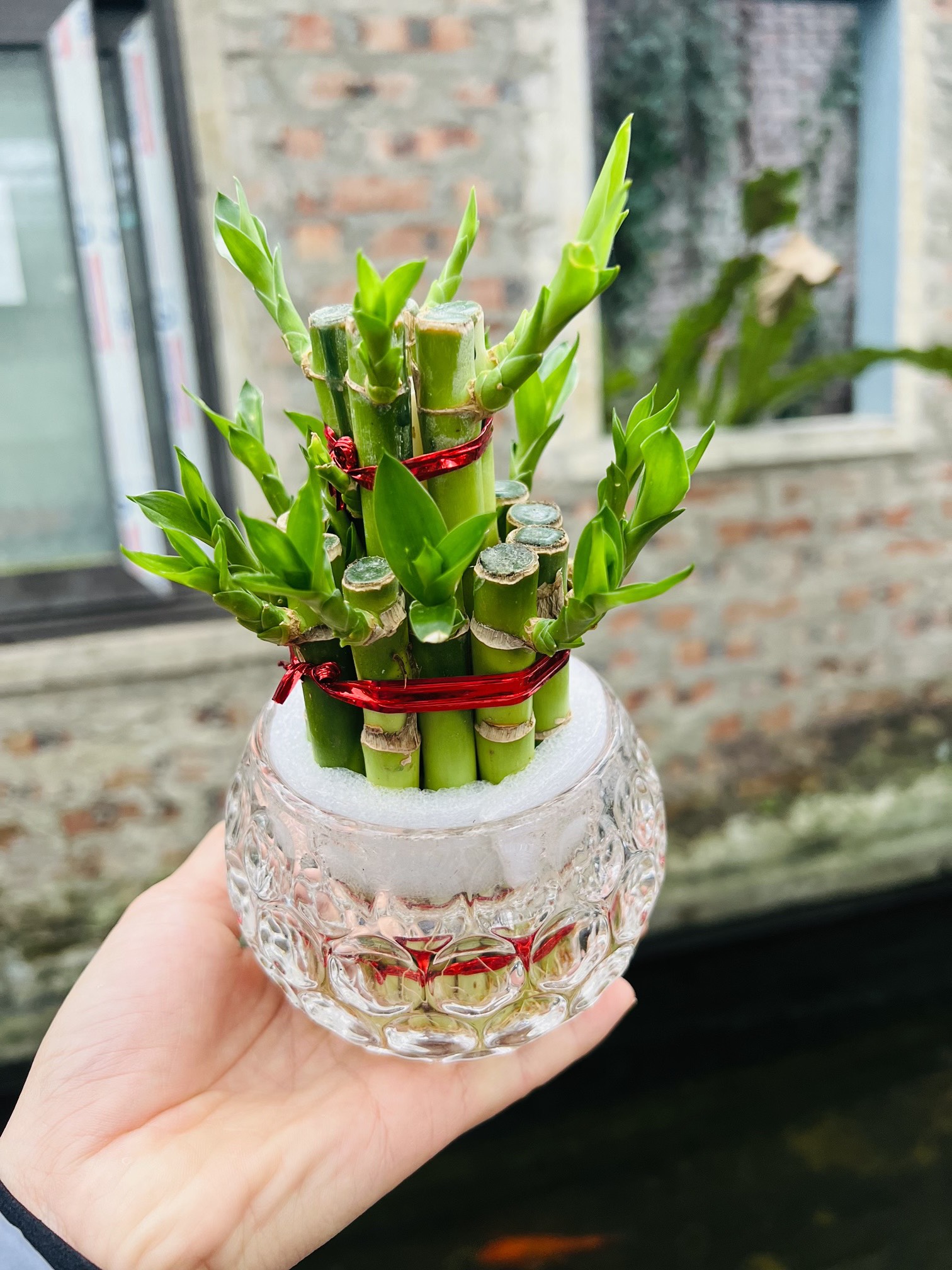 z5044583115001_cb77a17a744d0b52db6dc32a0df4f6d7