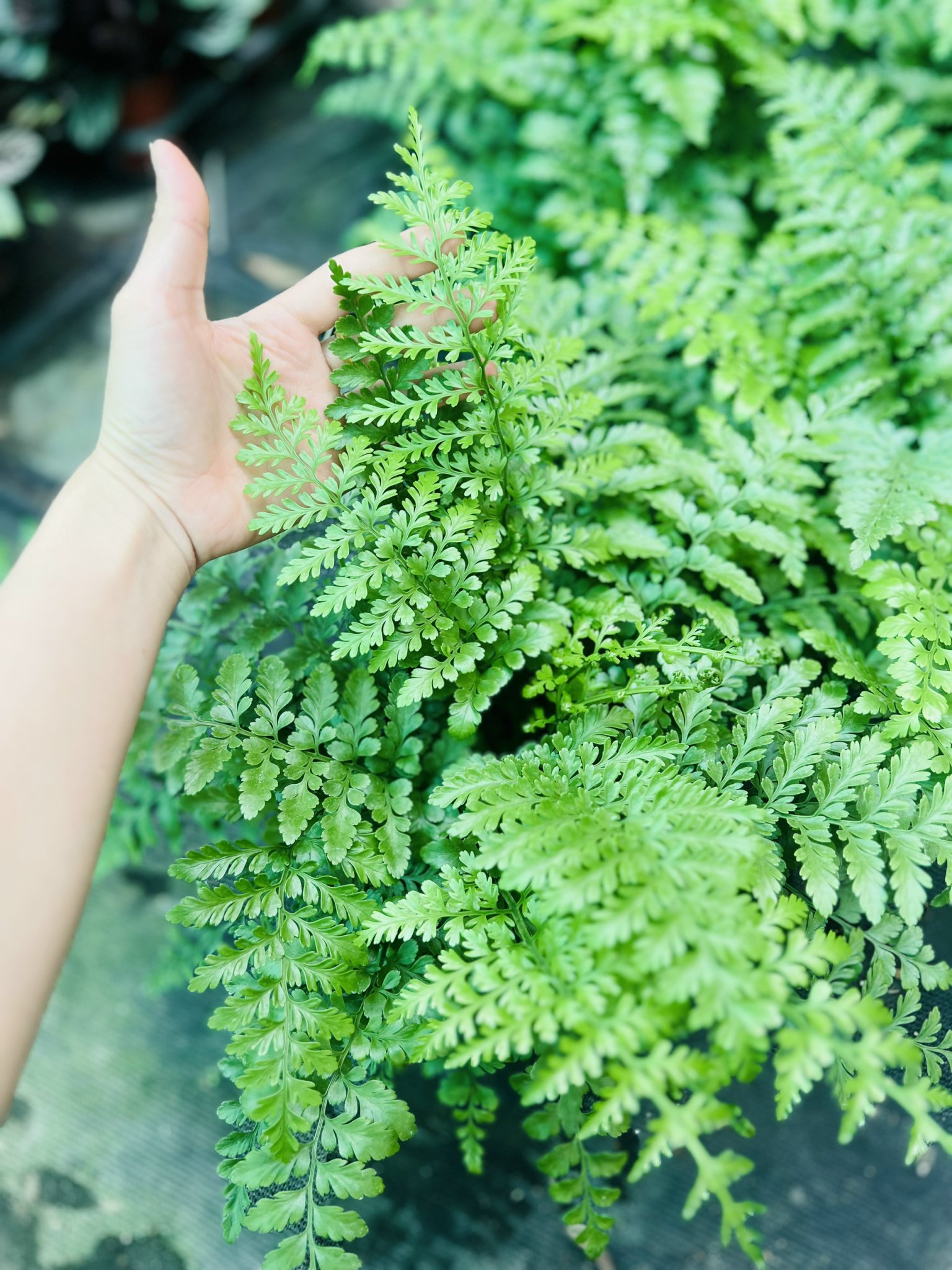 z5045198936936_896508dc7c6c6e4e8eebabdb99cd43ba