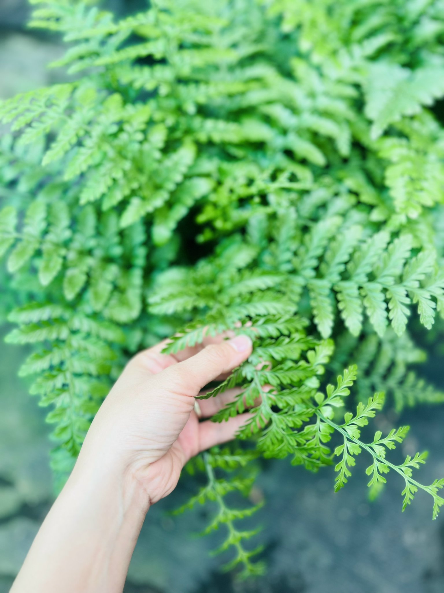 z5045198937605_0b24718be9a11cfa6aca6efb55a64f47