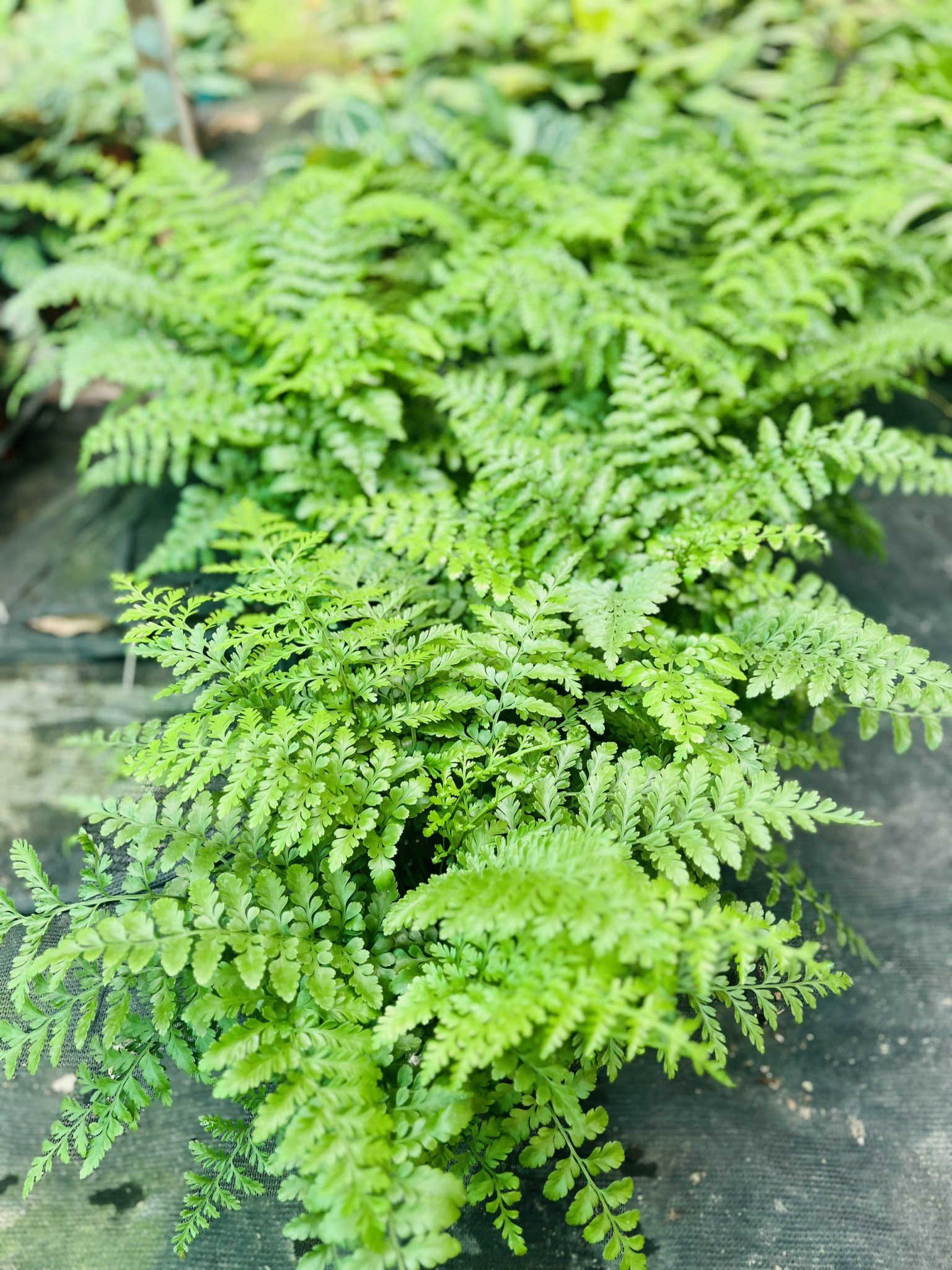 z5045198941464_3bafe01561d9acfd88e886d57c36f670