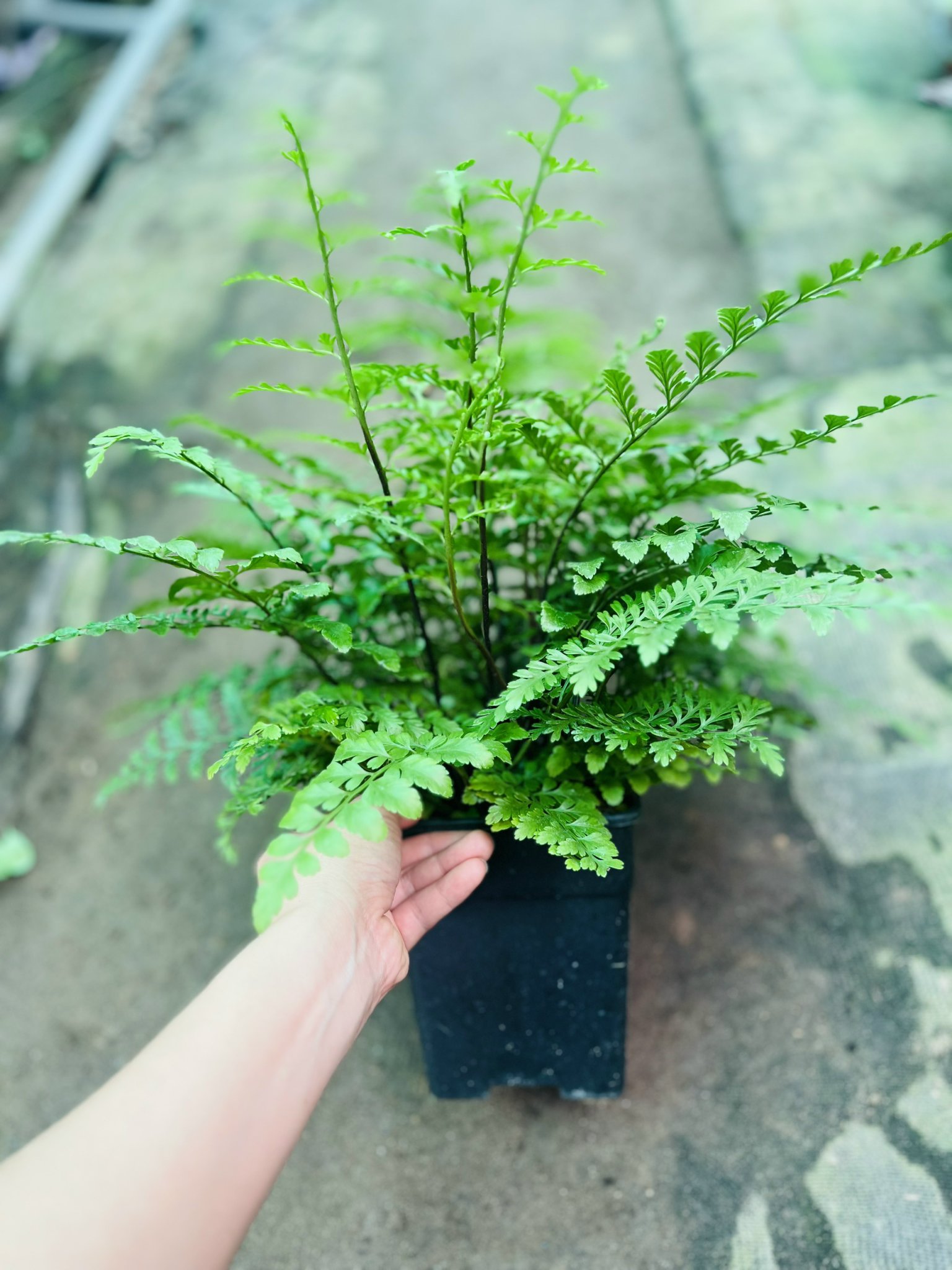 z5045198947271_12ee93c9dedb94cdaea820d7b88cca5d