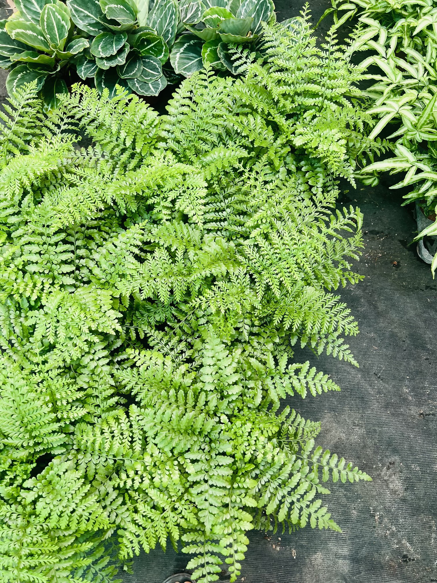 z5045198952954_866c132385e352040d377a9eb641bd9a