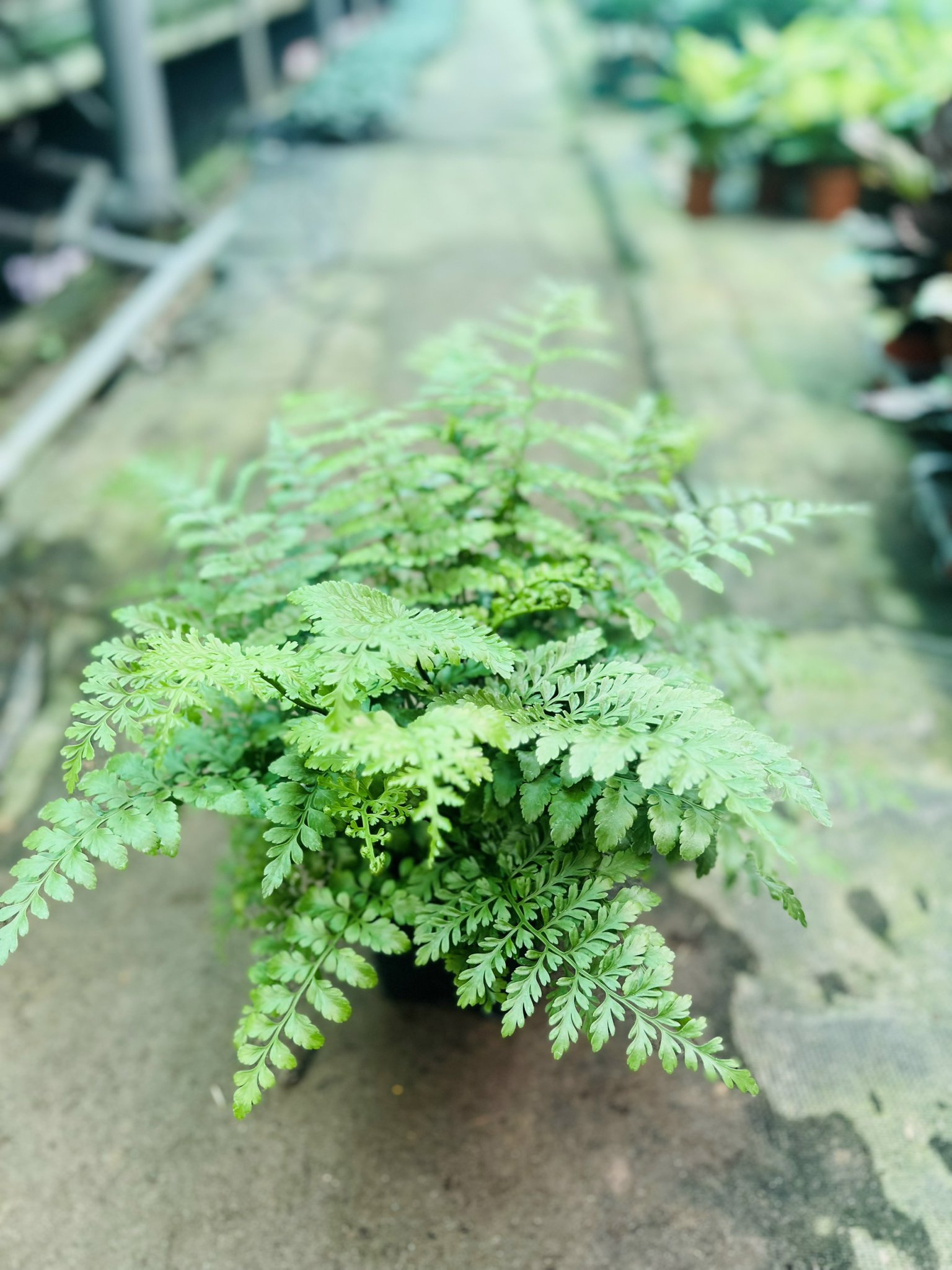 z5045198957172_1317f5683a4043696db50053236a475c