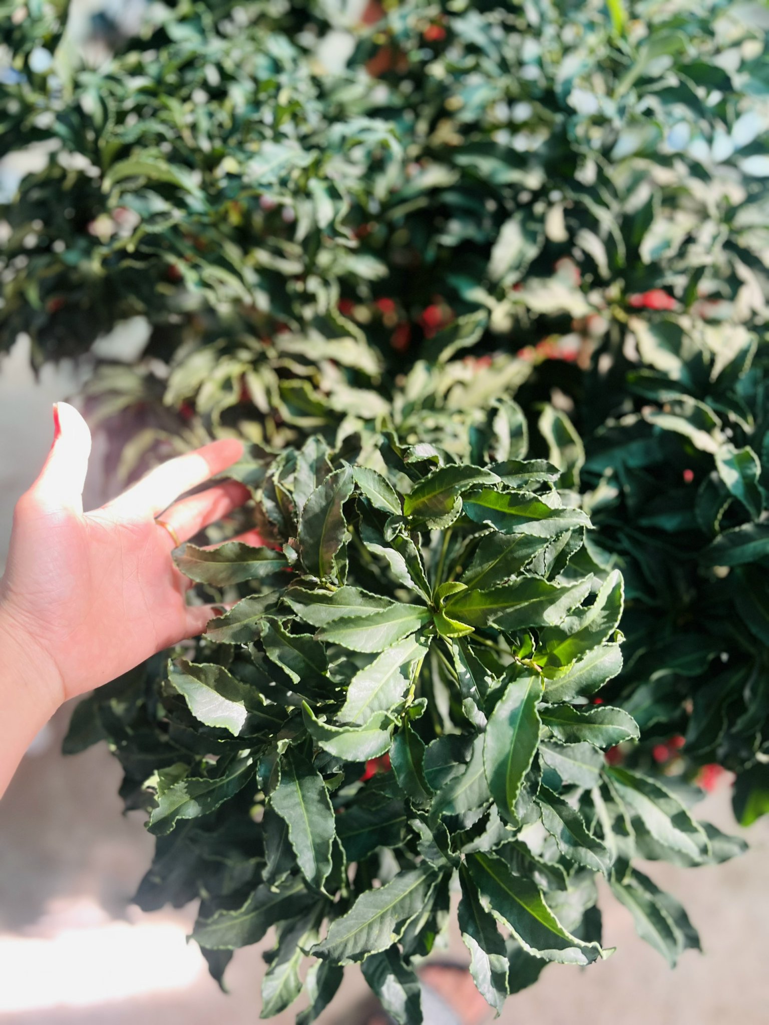 z5045519698045_b2c891c1b094a9cb1304476c2cf3311d