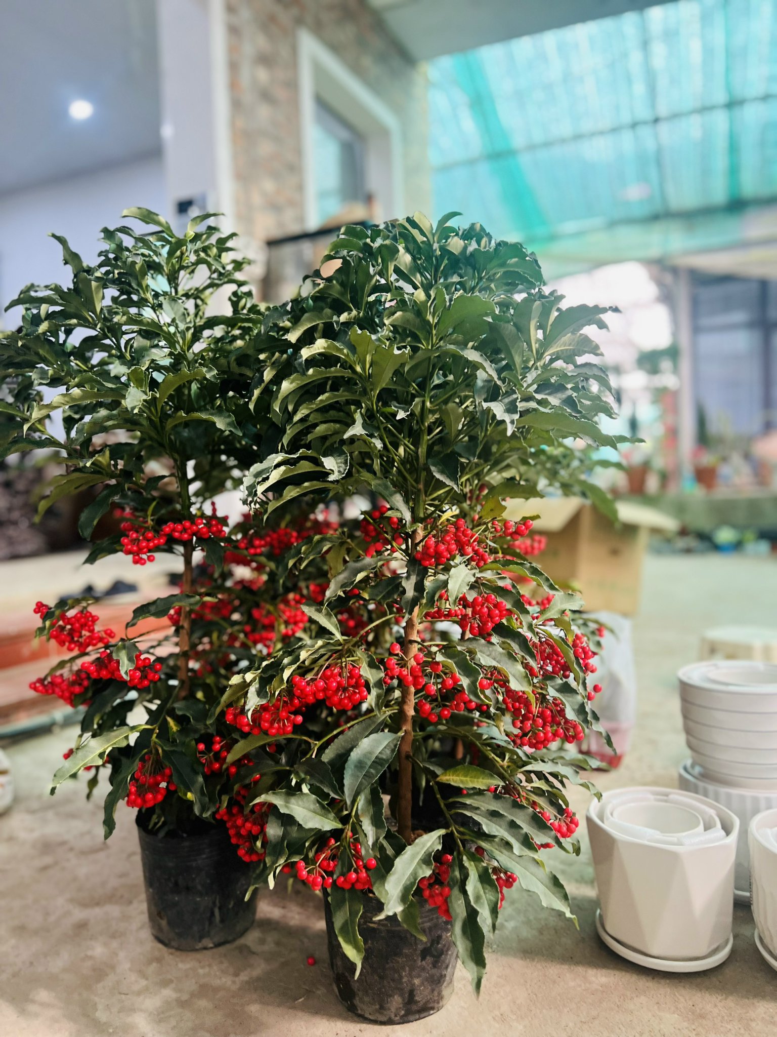 z5045519701812_0e82dd28eeb4a50d7650bb6cb532b460