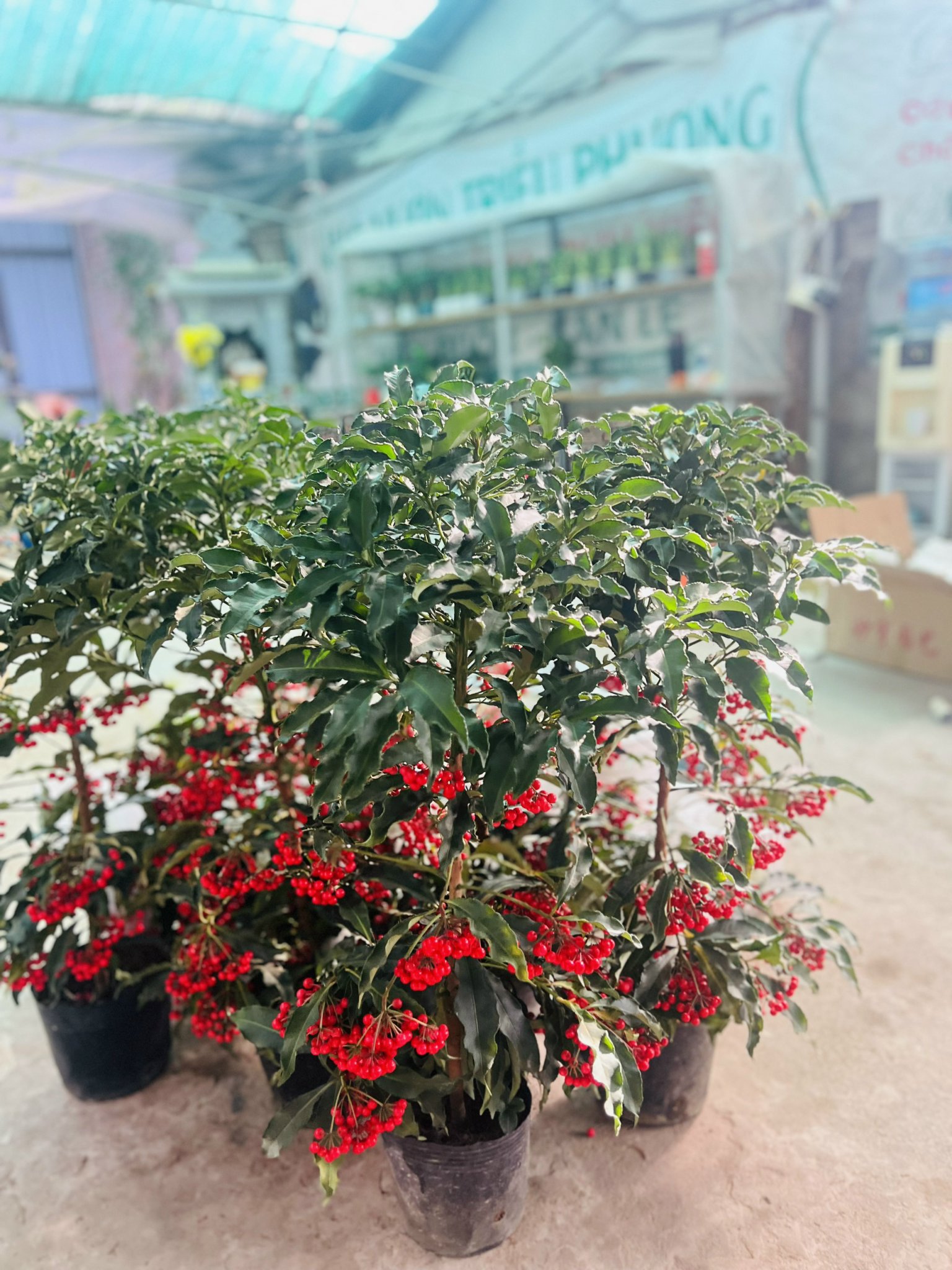 z5045519705095_e6cd437a047baf88905dd13444155953