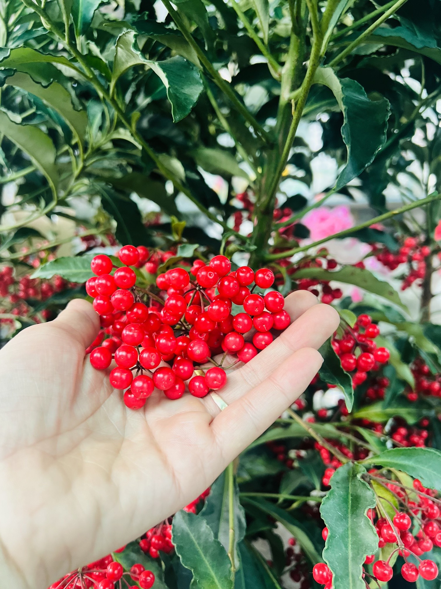 z5045526507125_cbc5b1d8749dcb86aa24d2f389328840