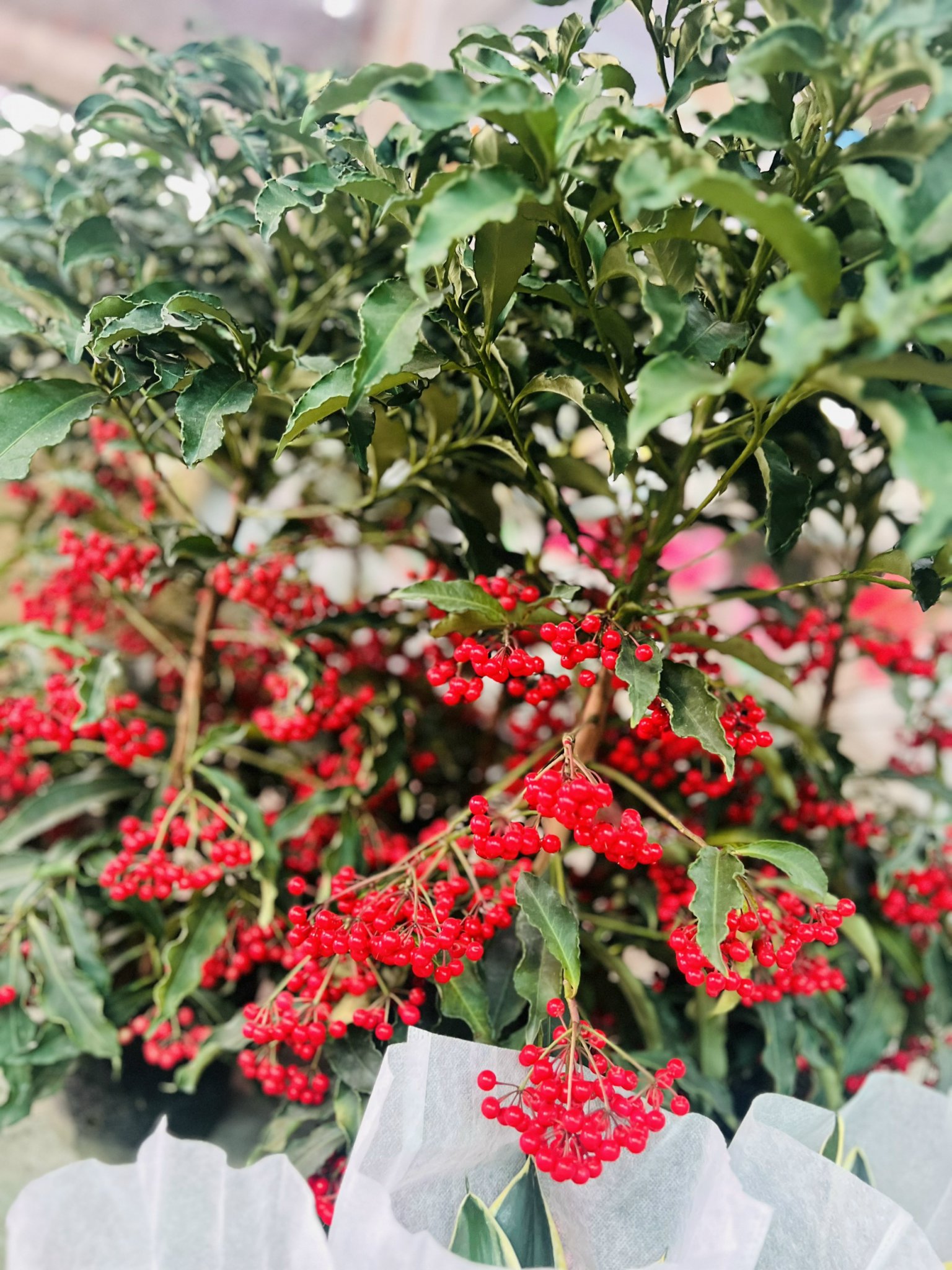 z5045526508723_606f7052c09101ee666de891fd8aaca3