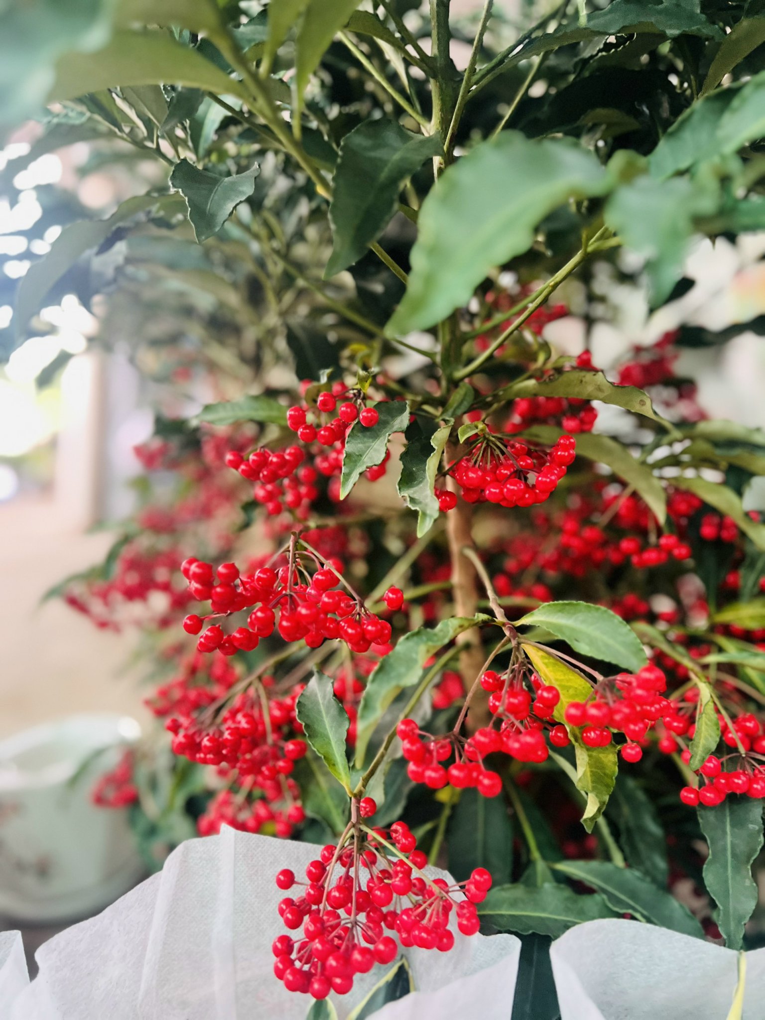 z5045526514177_476d0fa5502cf482c3dafa934d0903ca