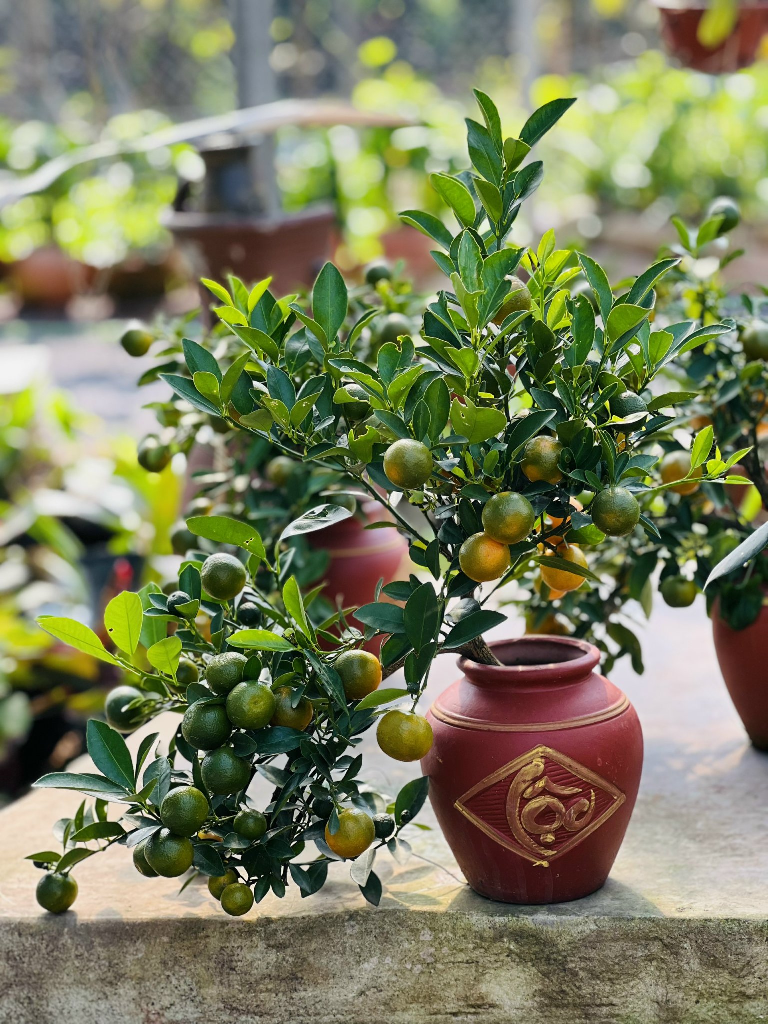 z5045578464560_d7c059b6fc8cd0af38cd024d4174b66a