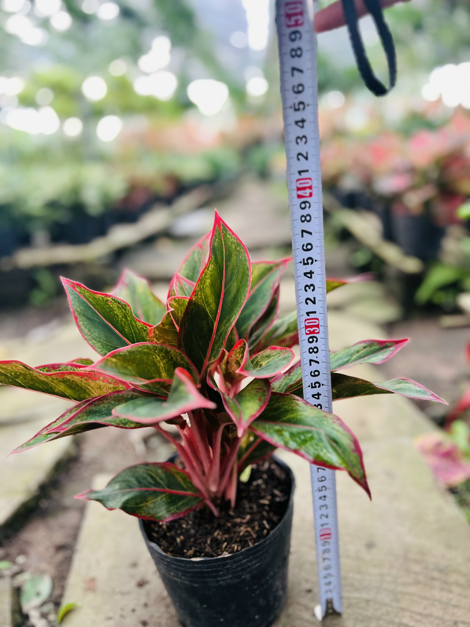 z5045578489333_24997d09a1e06842b47fbb1fc938d743