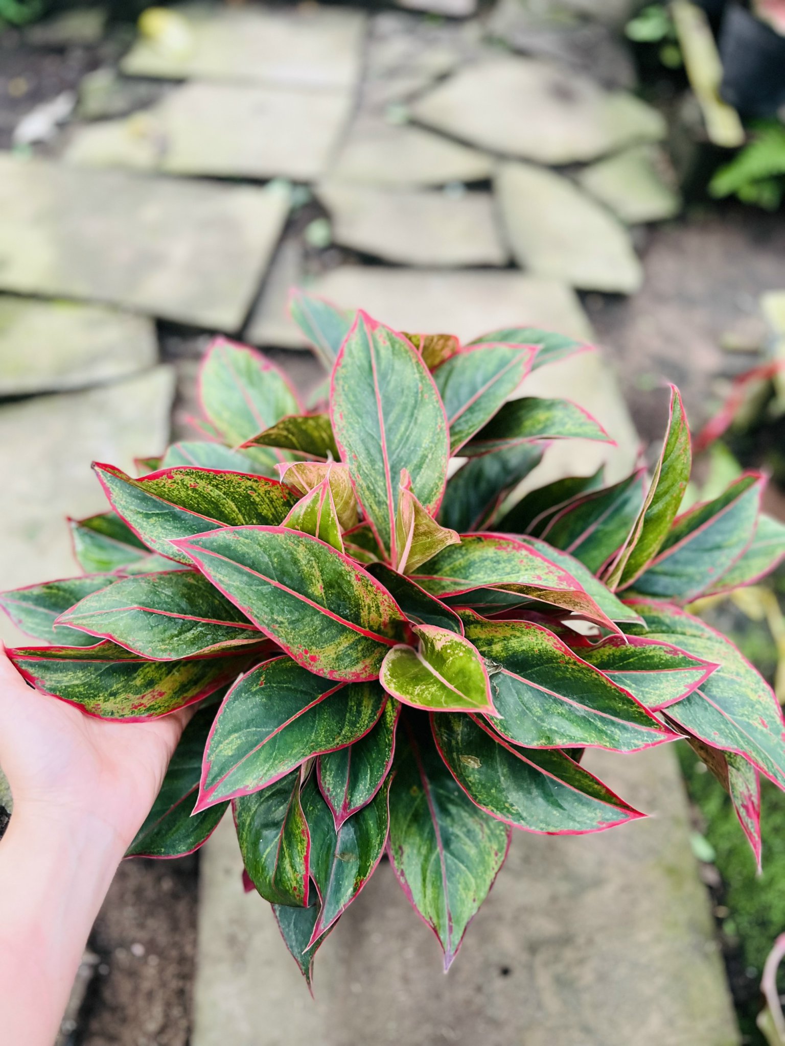 z5045578498363_4bbba66b387b95747ad3d6aee6249cb0