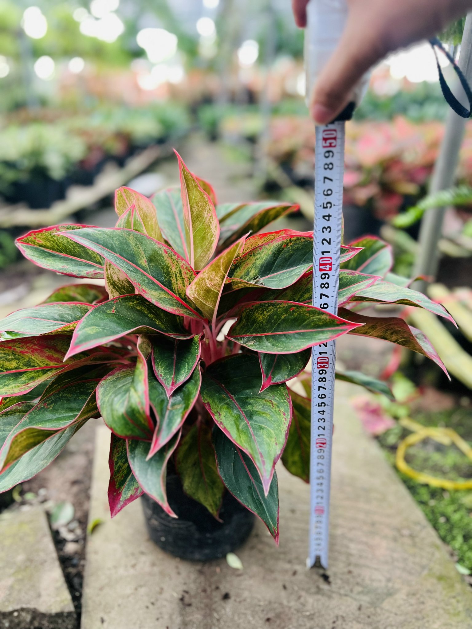 z5045578500974_95e1197e5d4eced80294bb015da1dcf3