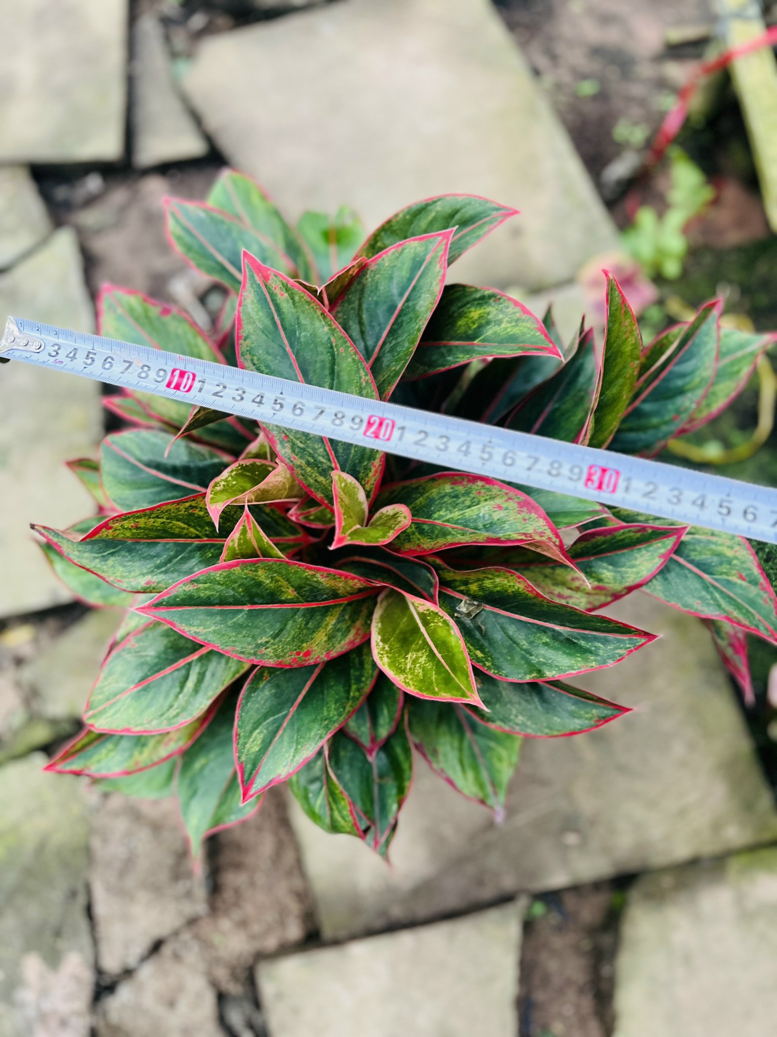 z5045578506012_4b118a9e738db6043f14b807a50e7b23