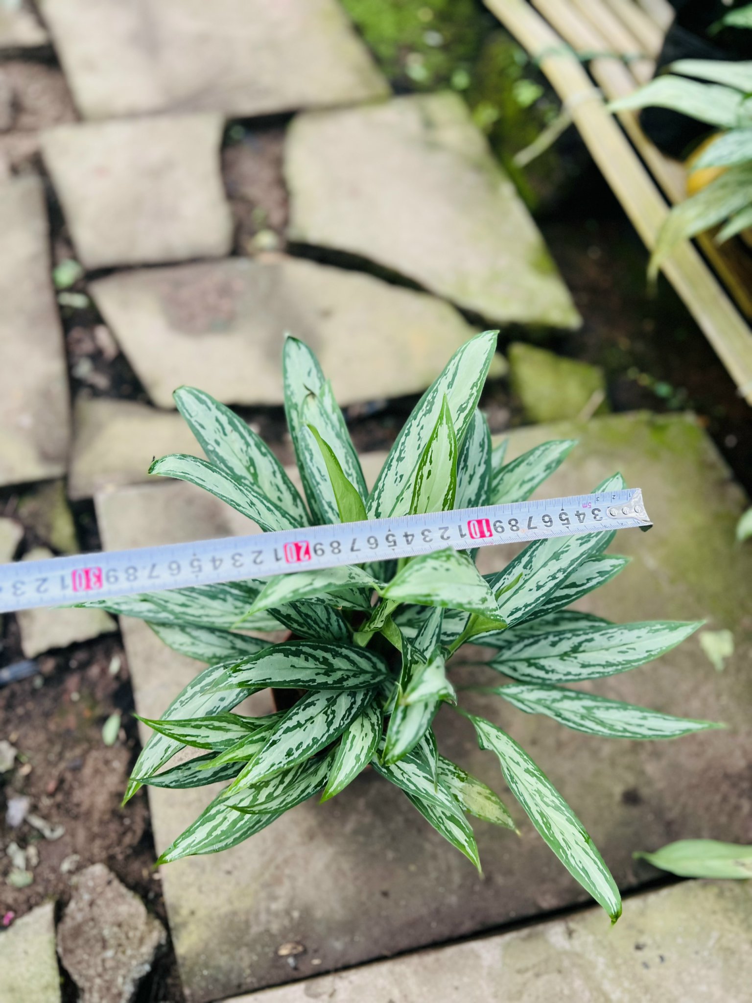 z5045578513830_28c3fda5fca4d49b5a4151251c013b66