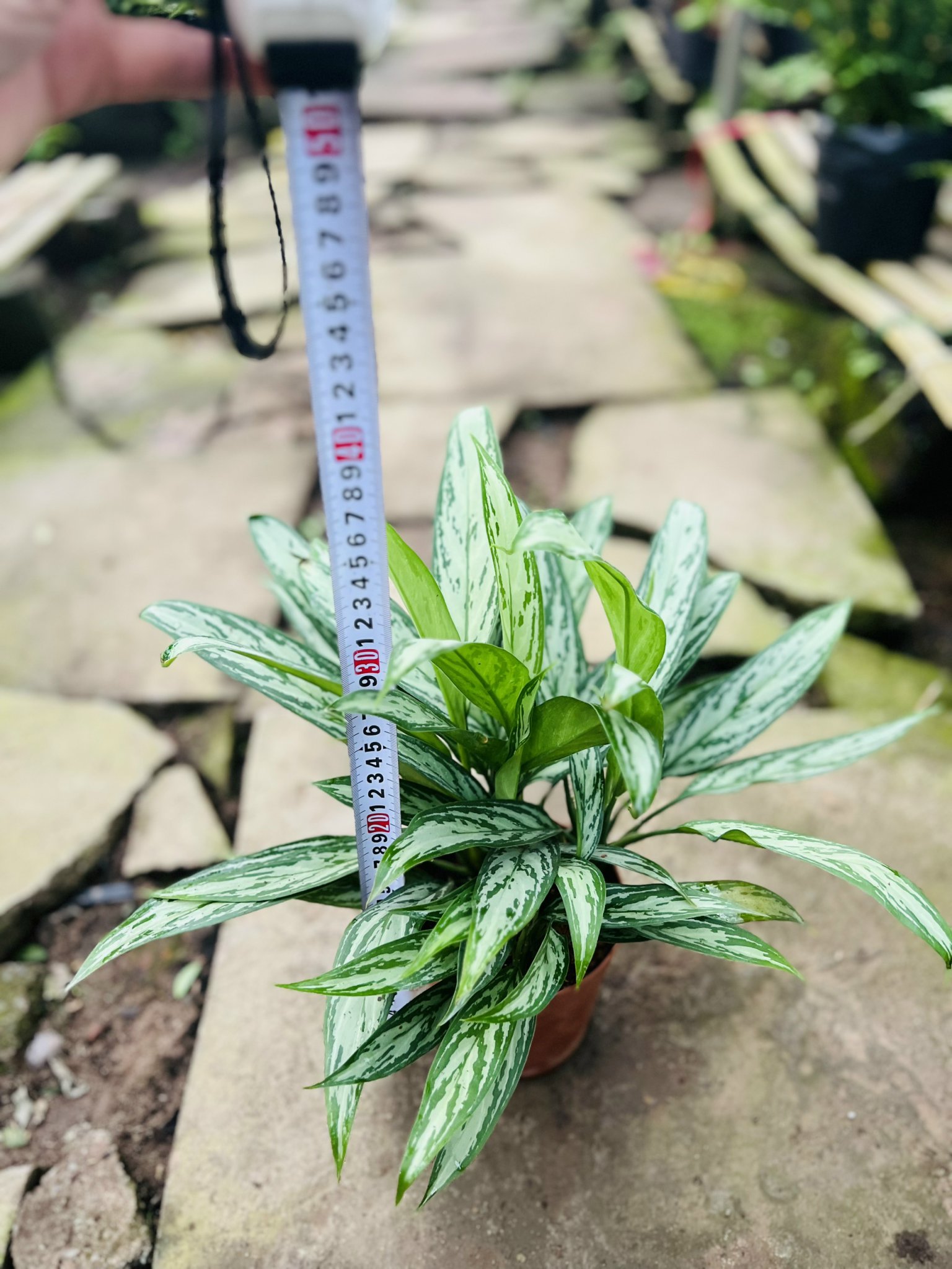 z5045578516576_09304eeab10700a009006de7e35ce1ce