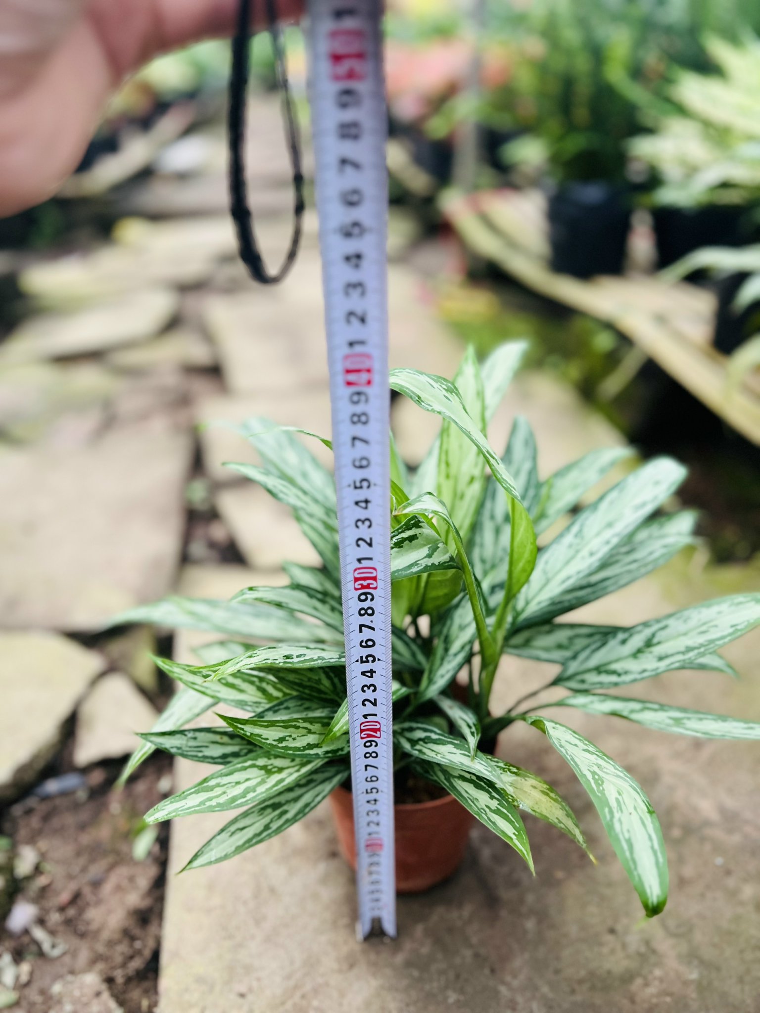 z5045578516768_67d6cbdda23f85f693fc734ac9d19057