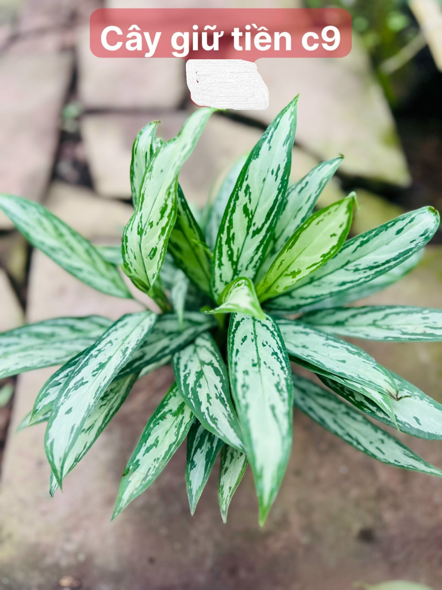 z5045578720338_1d9949ae3c3ec8cbf9731562e467dd75