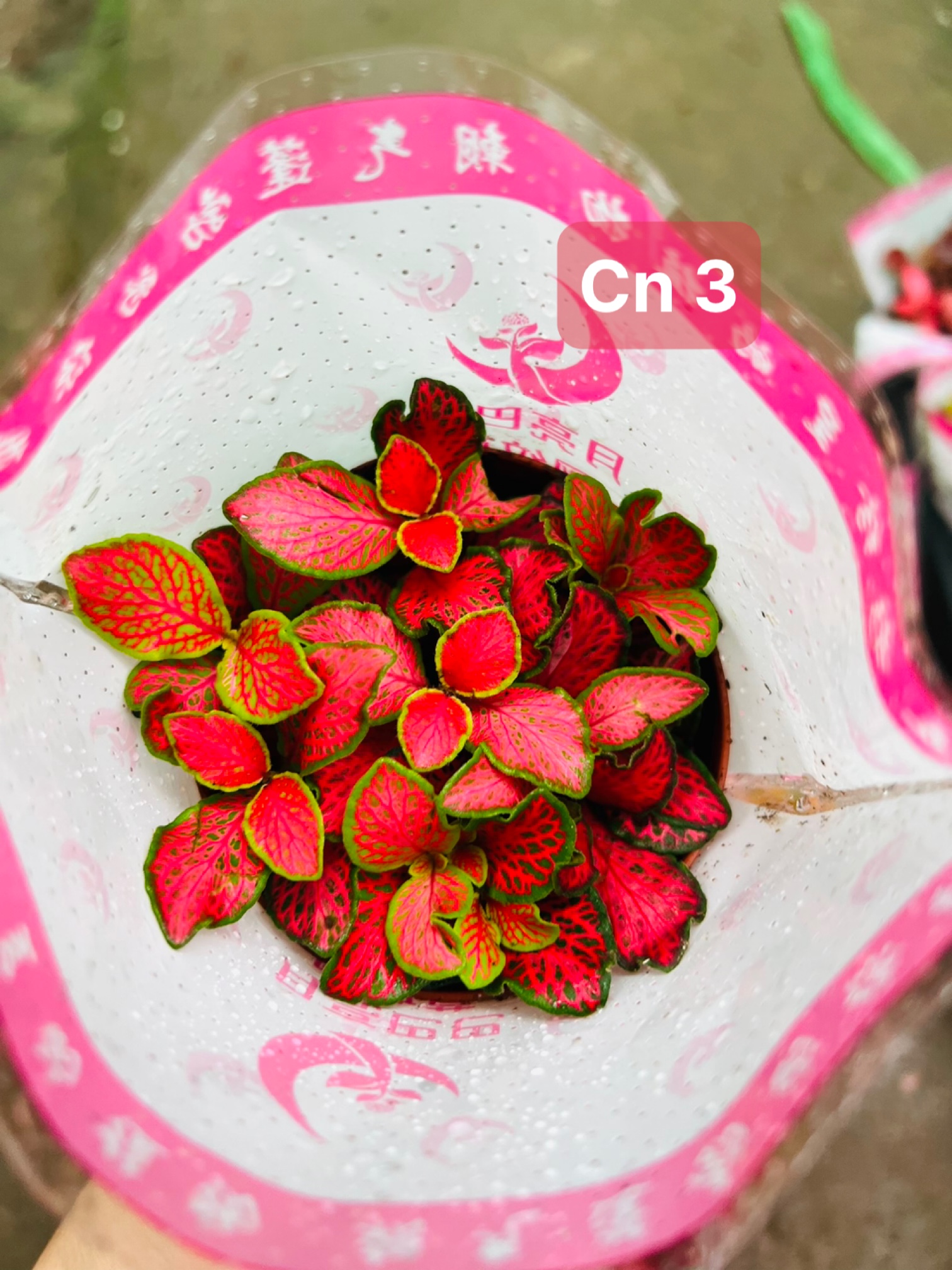 z5045578766511_d844d931d33329051901c56b81b23074