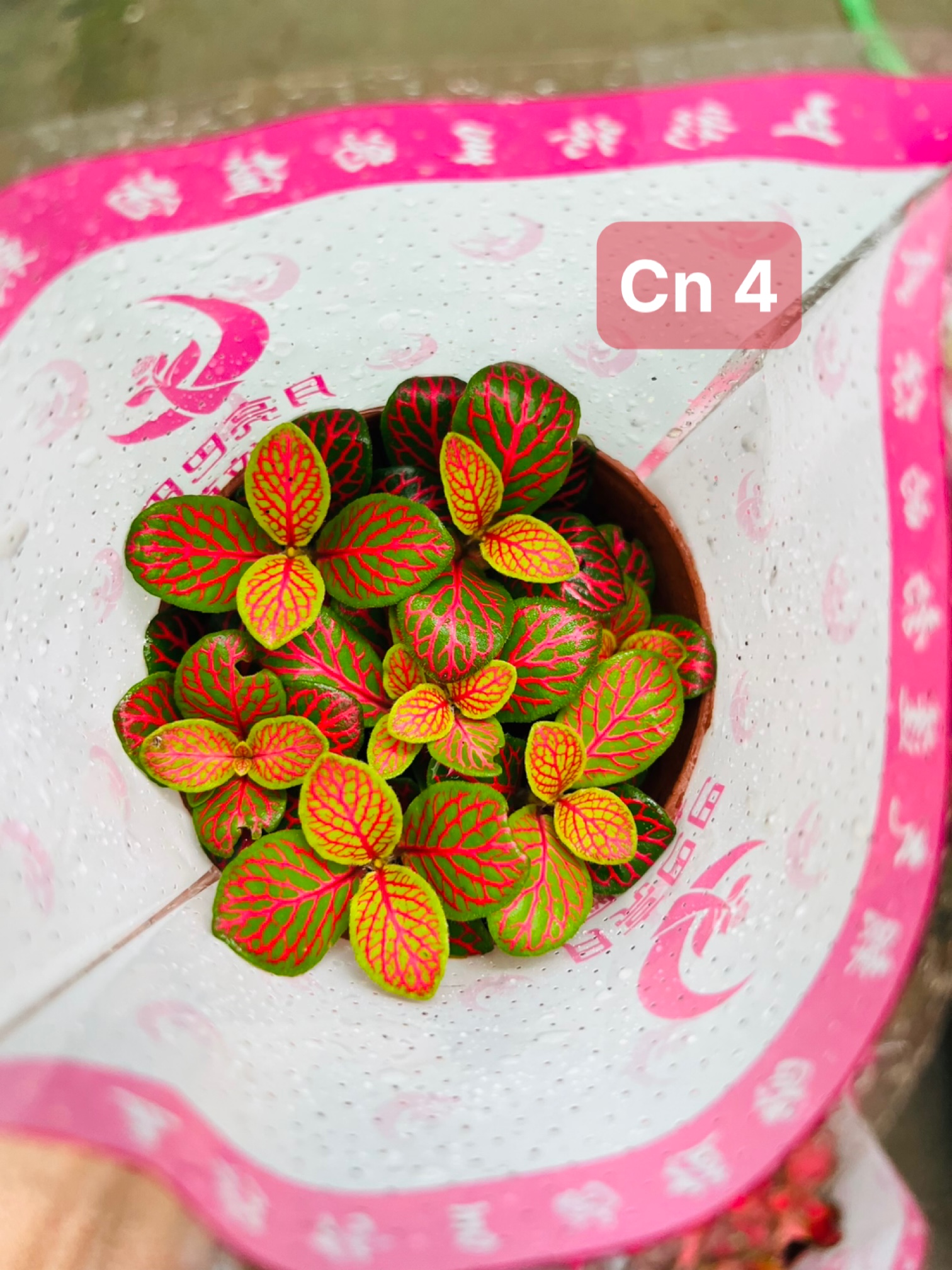 z5045578767442_913571467bc2b192958d1814bc99092f