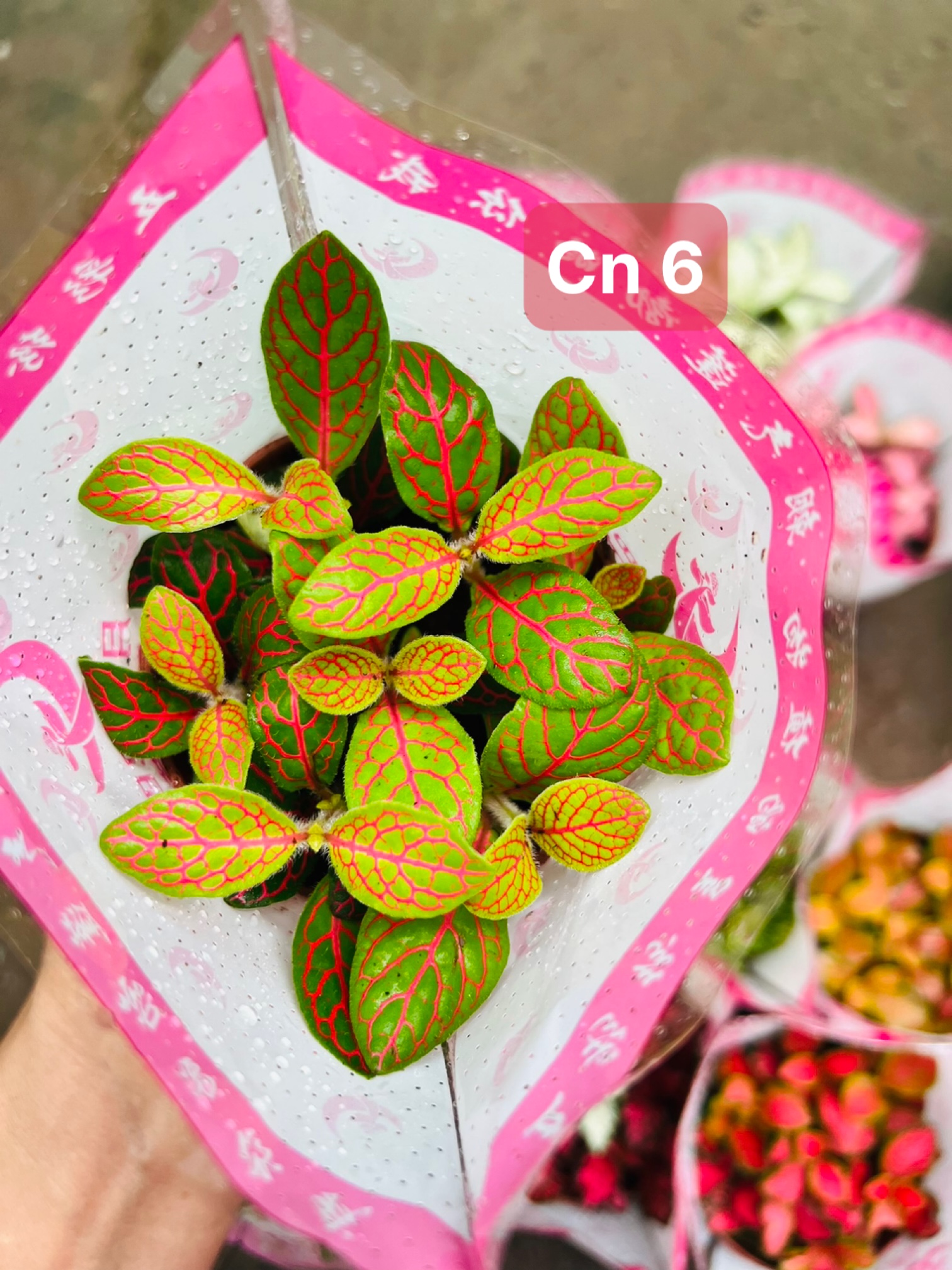 z5045578778105_9335d2873a108cebe3d23c22b3226e14