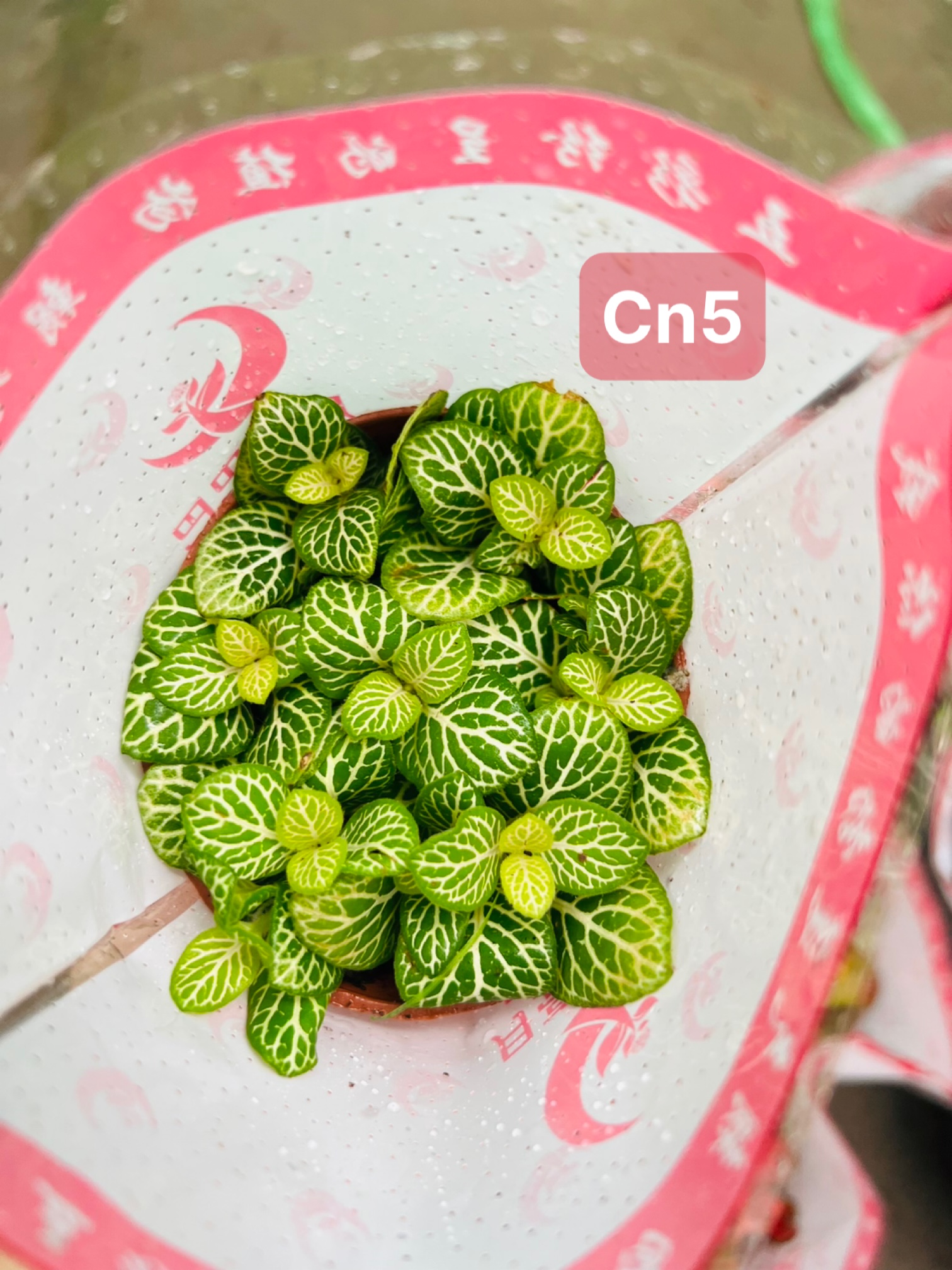 z5045578822904_e98a3a459a31420881ceb163a06c327e