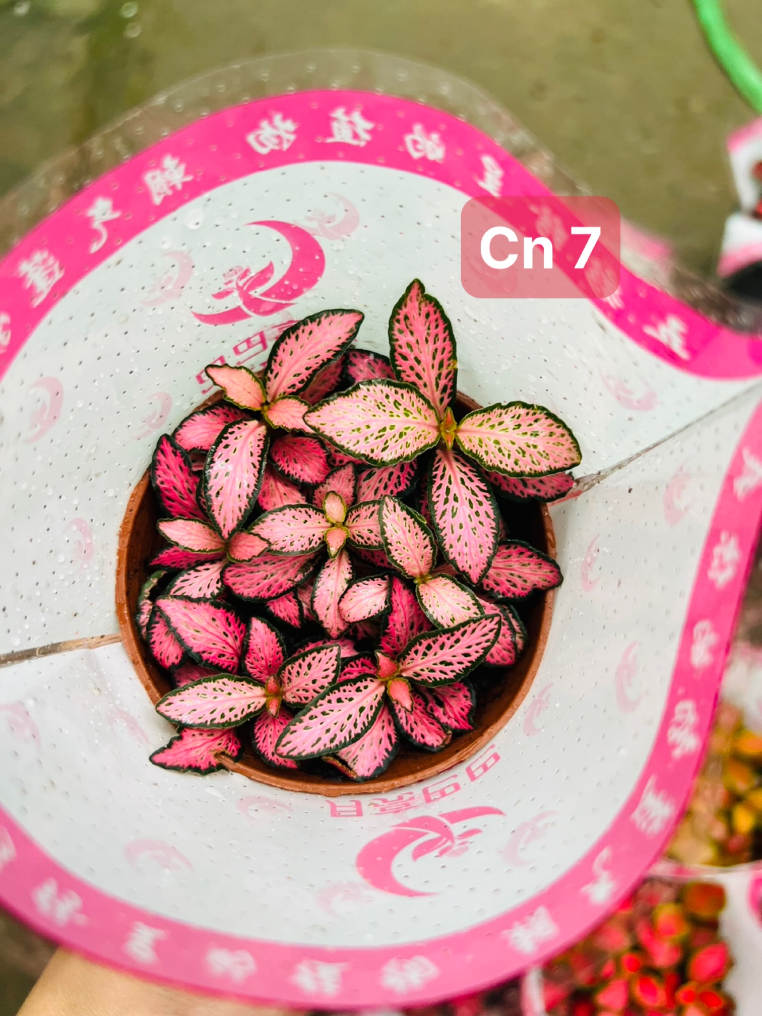 z5045578844995_d7c3d75fd3c55a2bdda59e0451374ad9