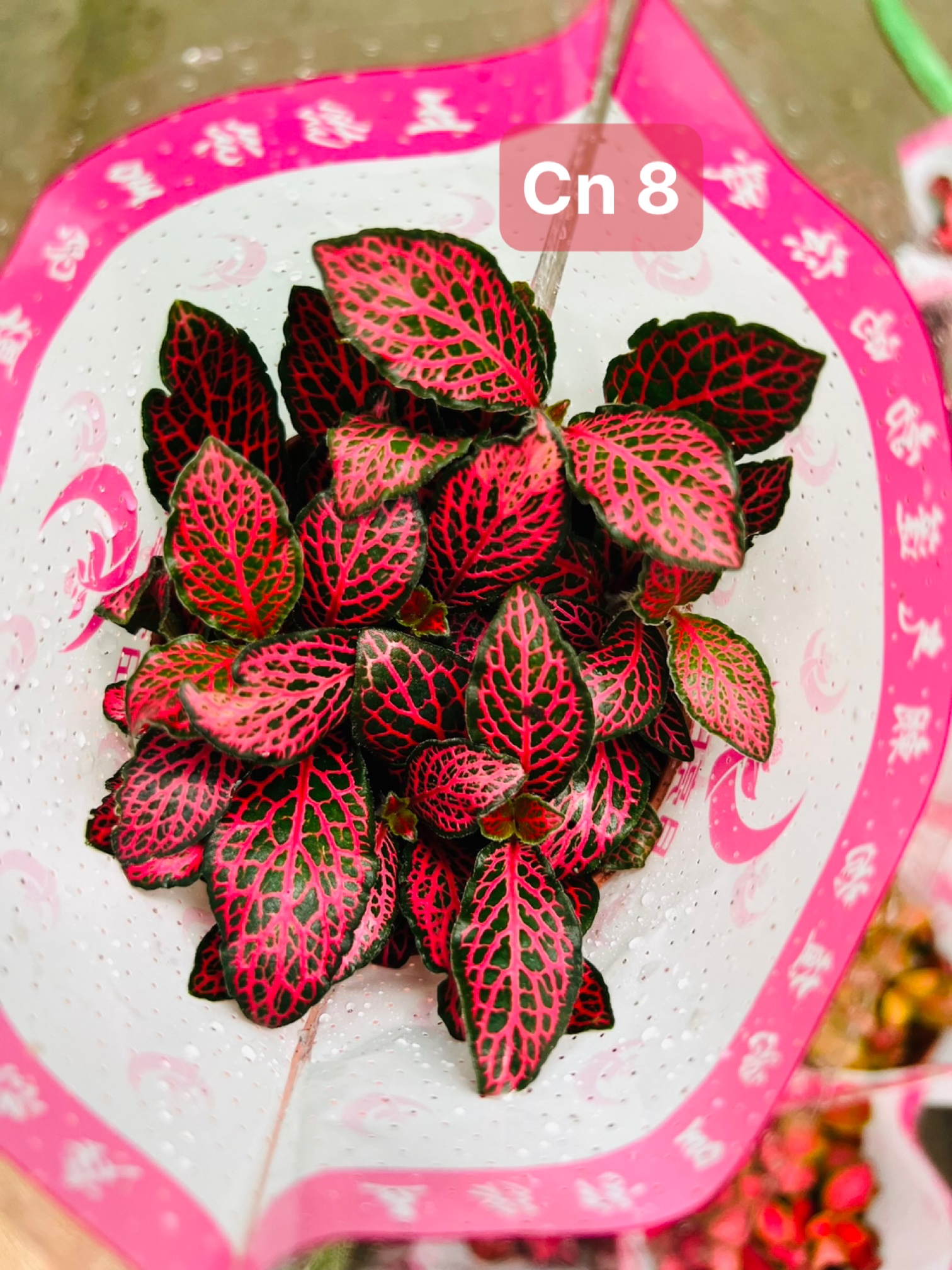 z5045578924633_dea012f86b2aa7a41f0704041995714b