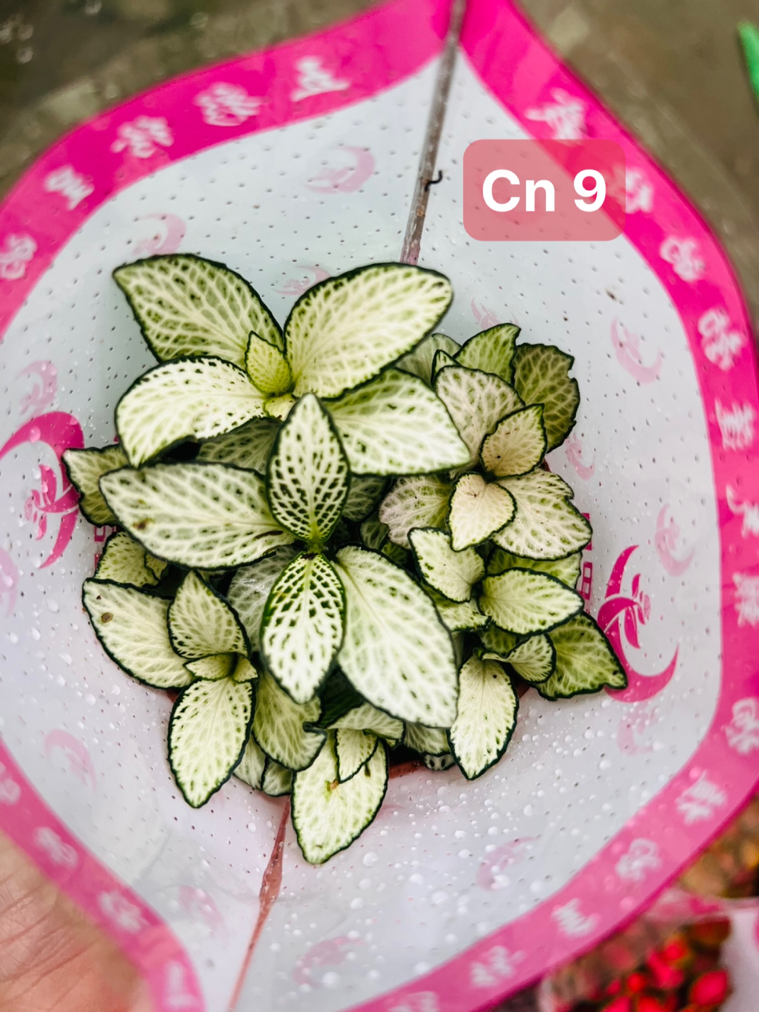 z5045578925941_887e399a2b4ff5db3326bd220b5526c0