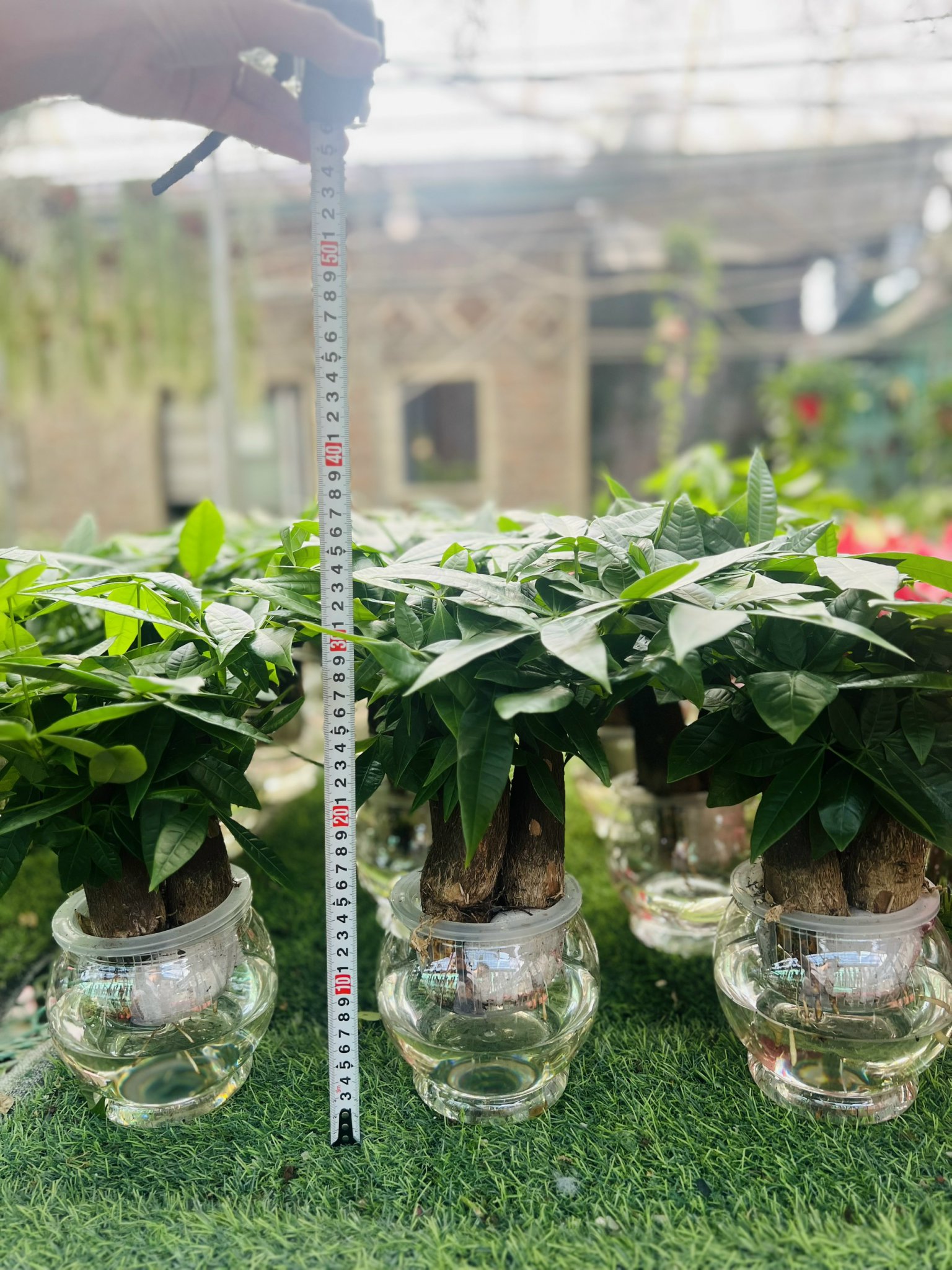 z5049929926349_ecc5a04e0be548918ef37f61b664f61e