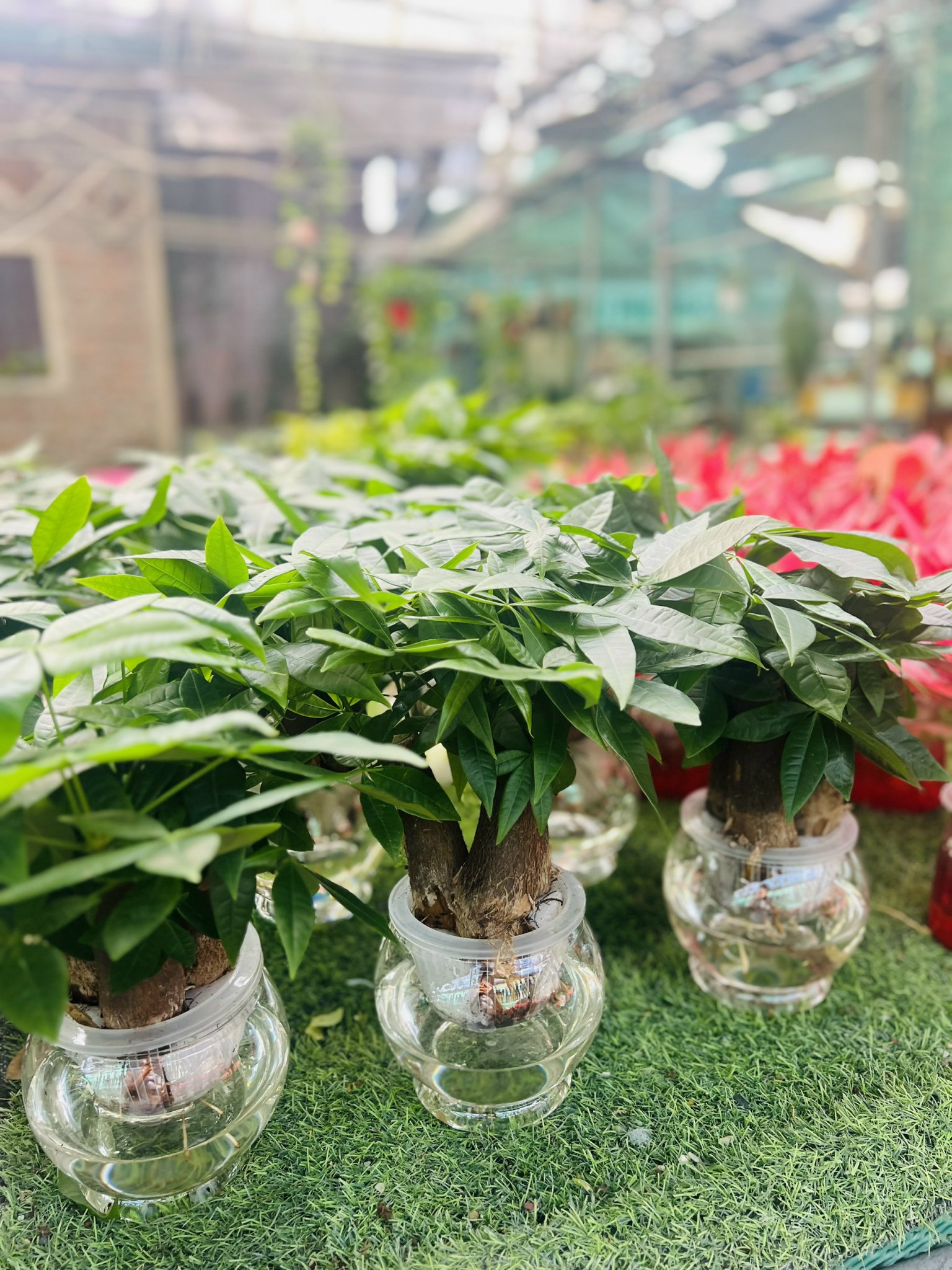 z5049929926350_9f7b1f1e0cae2b19df3e0acf70f5cd29