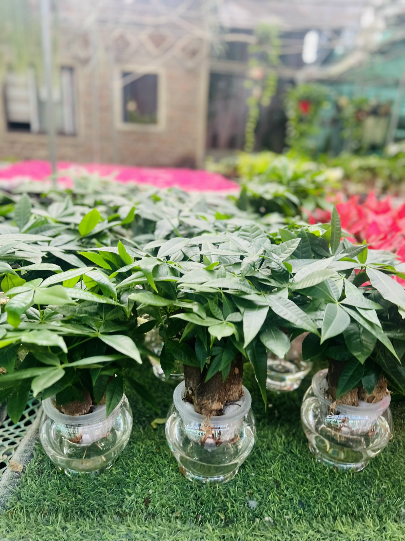 z5049929930522_fd4c8a015ead4950e7c7582458a7b3ed