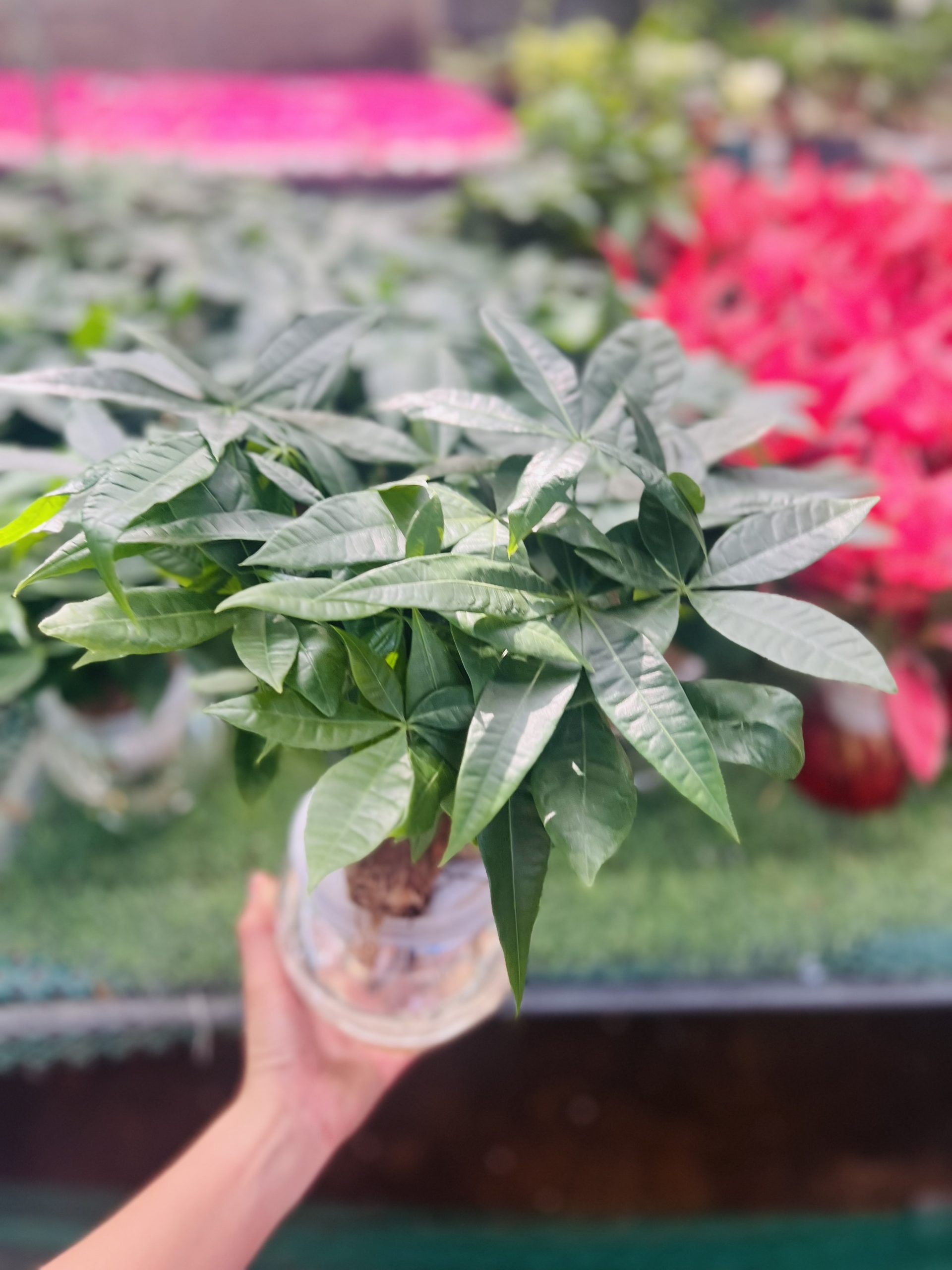 z5049929933706_b5ddc3abbde545762406fbe654d6d729