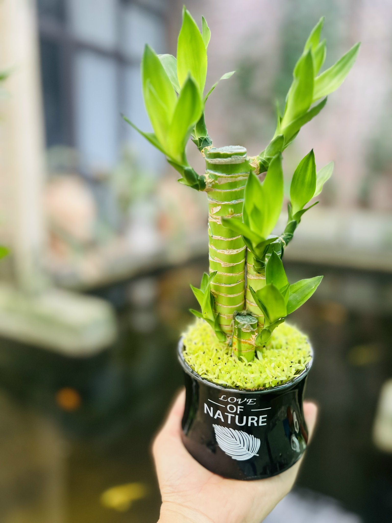 z5049941885390_566770dfdd52d93aefaade137d53d482